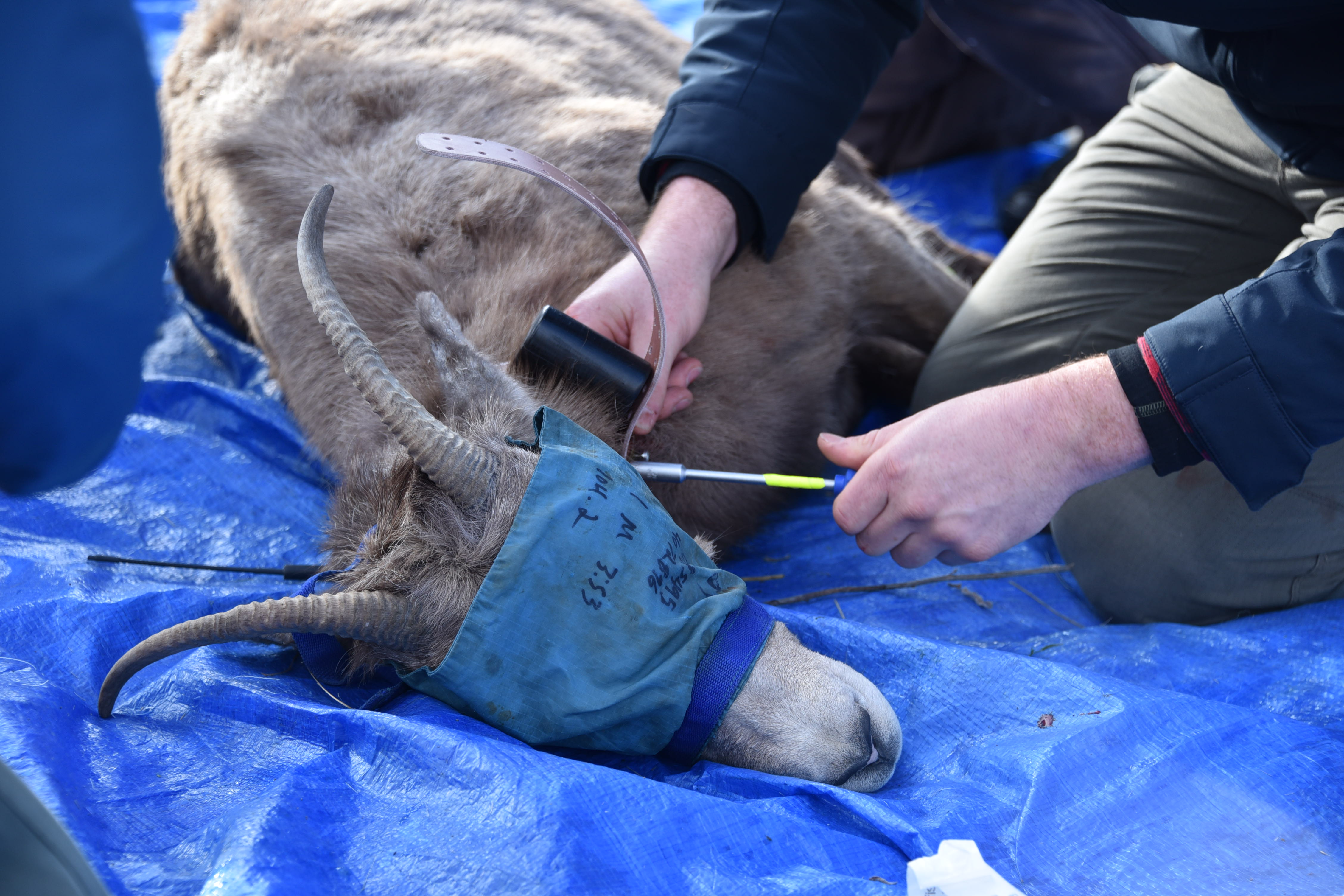 Bighorn sheep capture