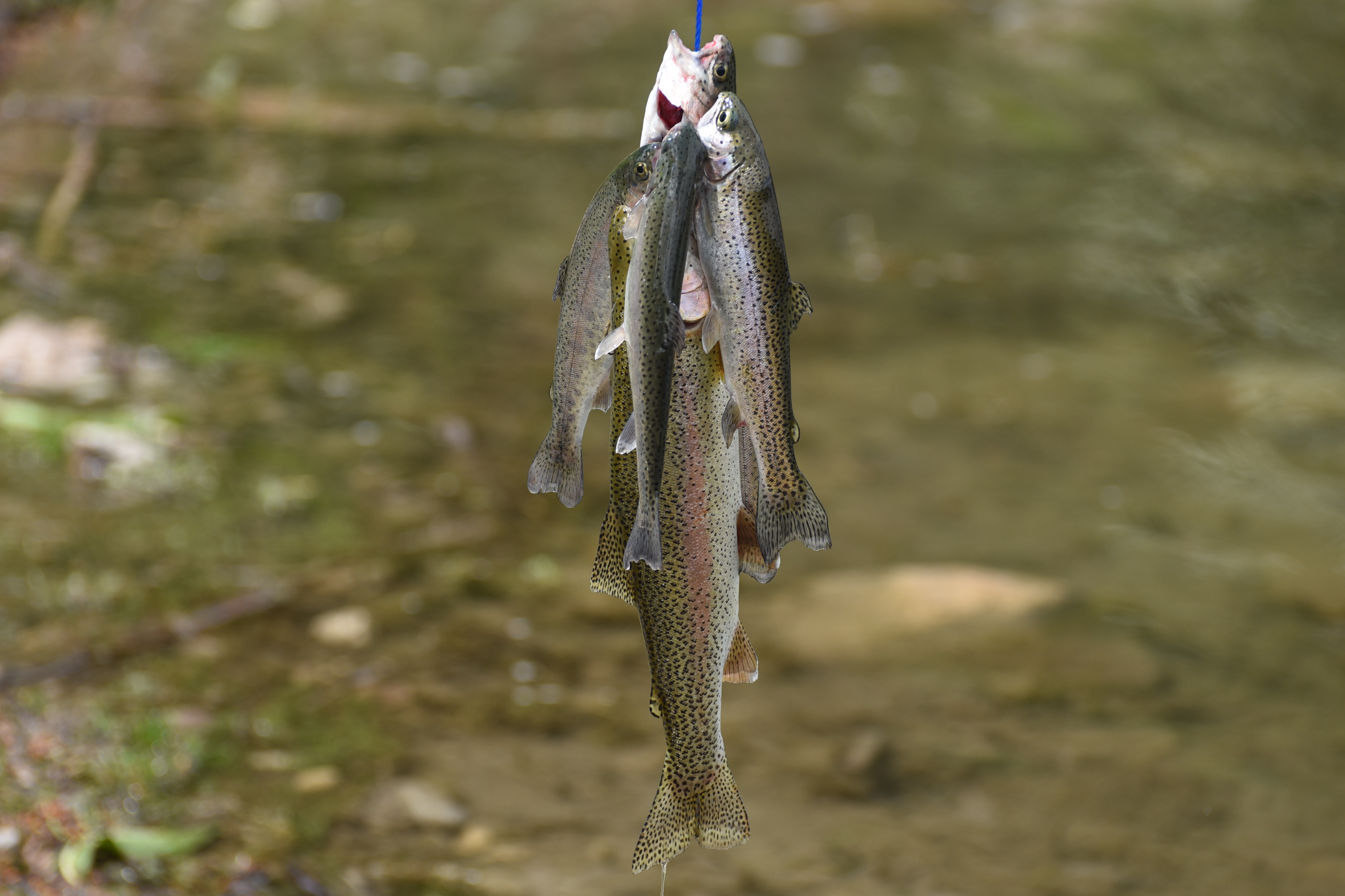 Stringer full of small Rainbow Trout
