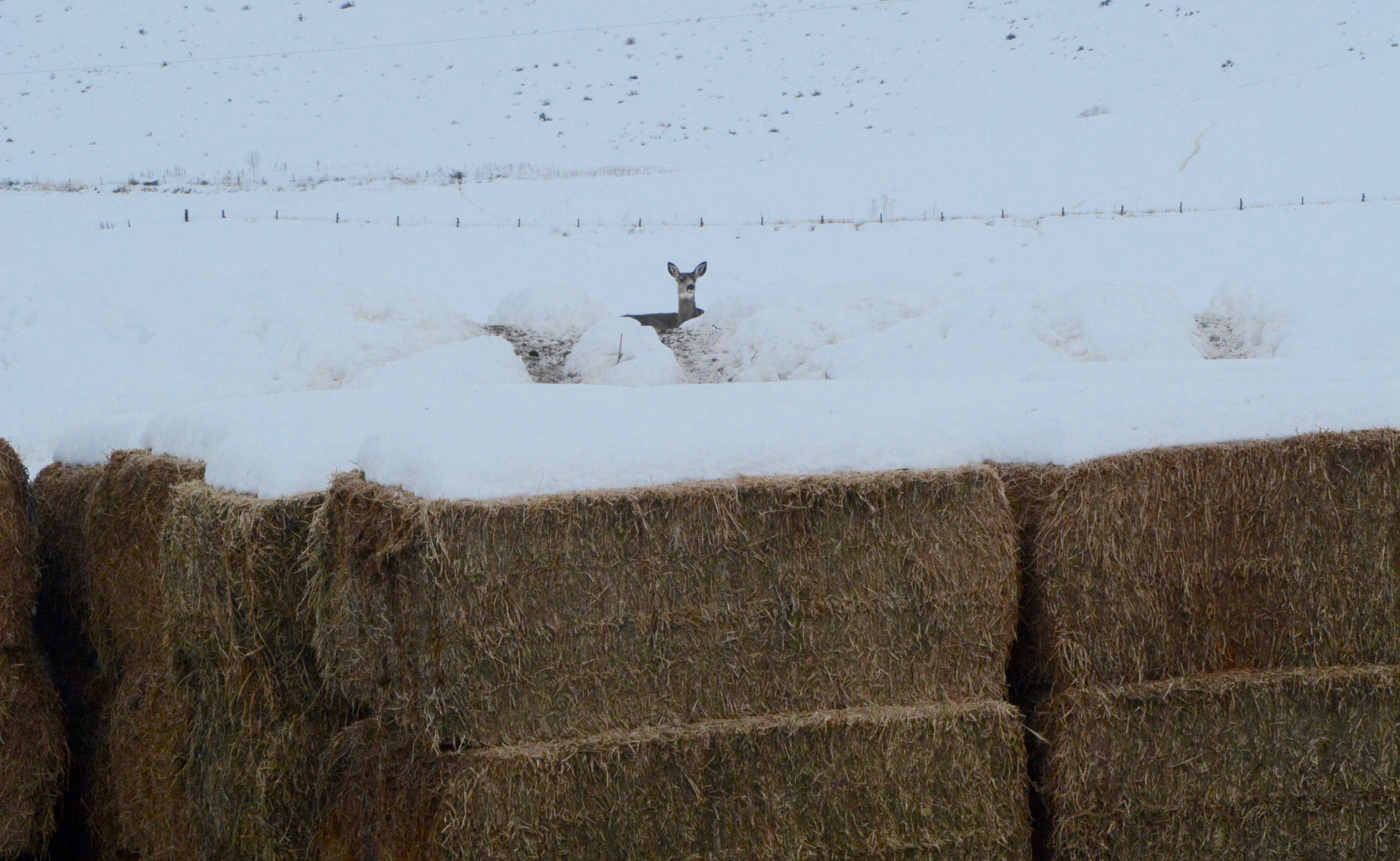 mule deer, hay stack, winter, southwest region