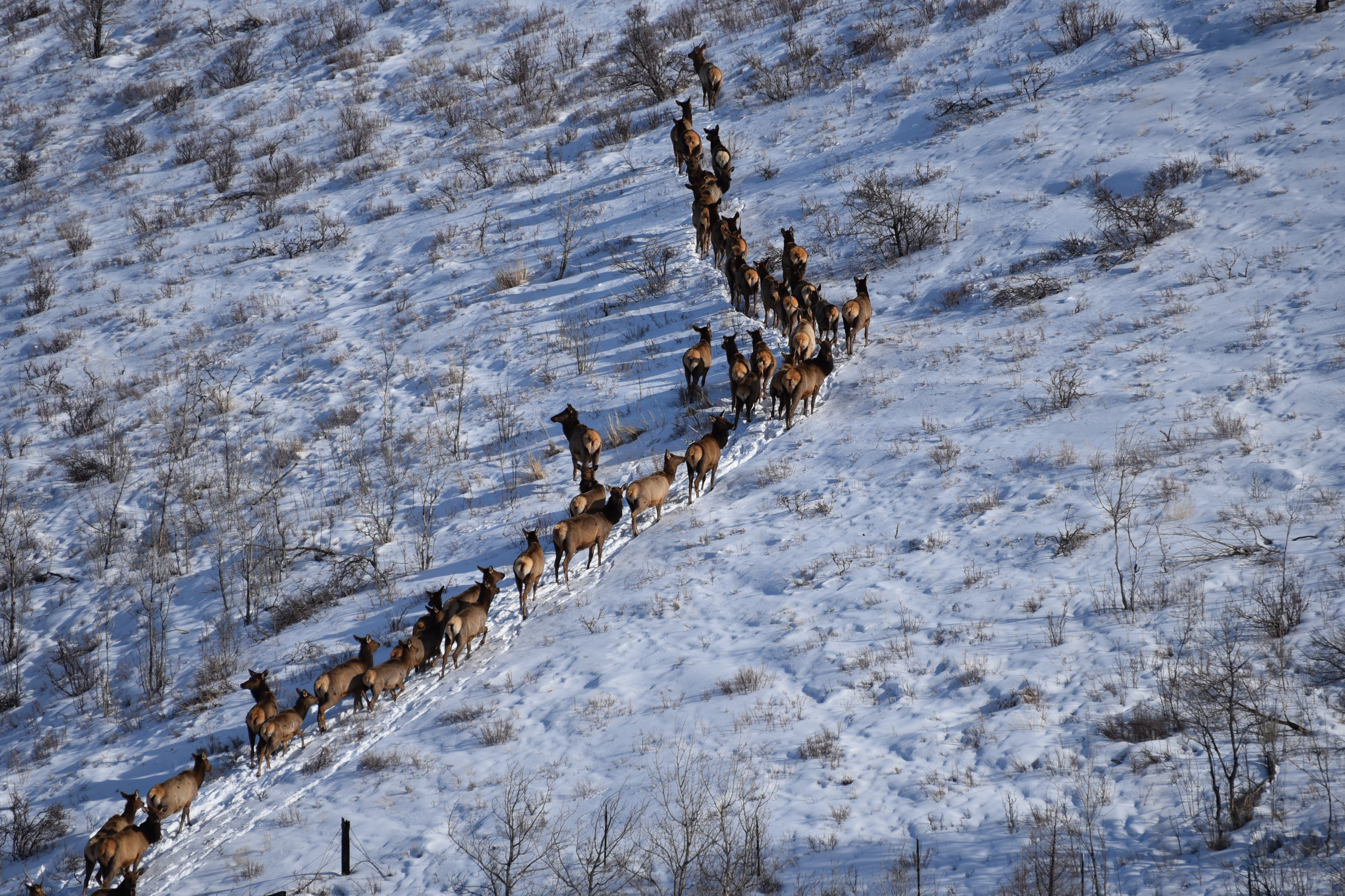 elk migration