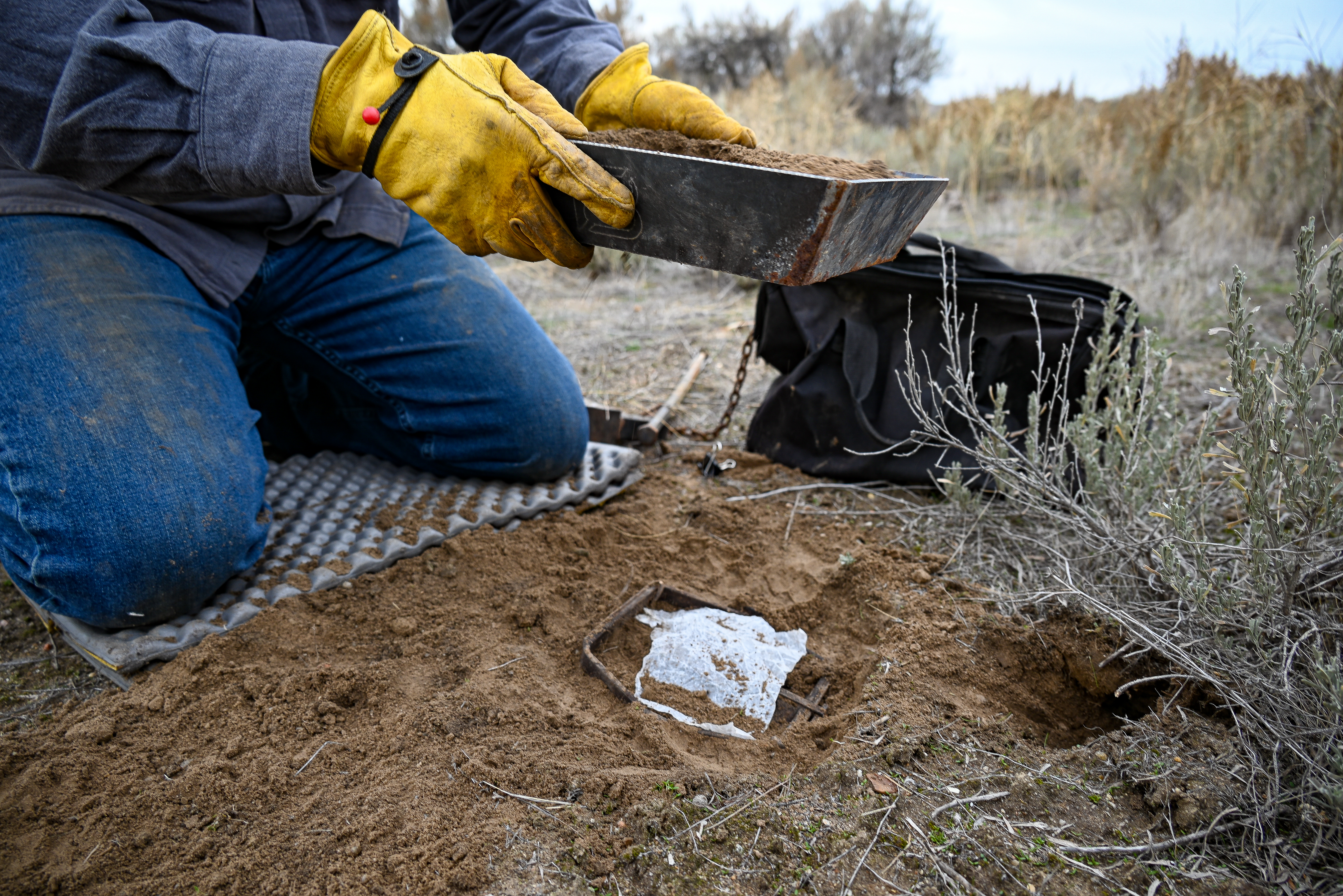 trapper setting a coyote foothold trap inn sagebrush country