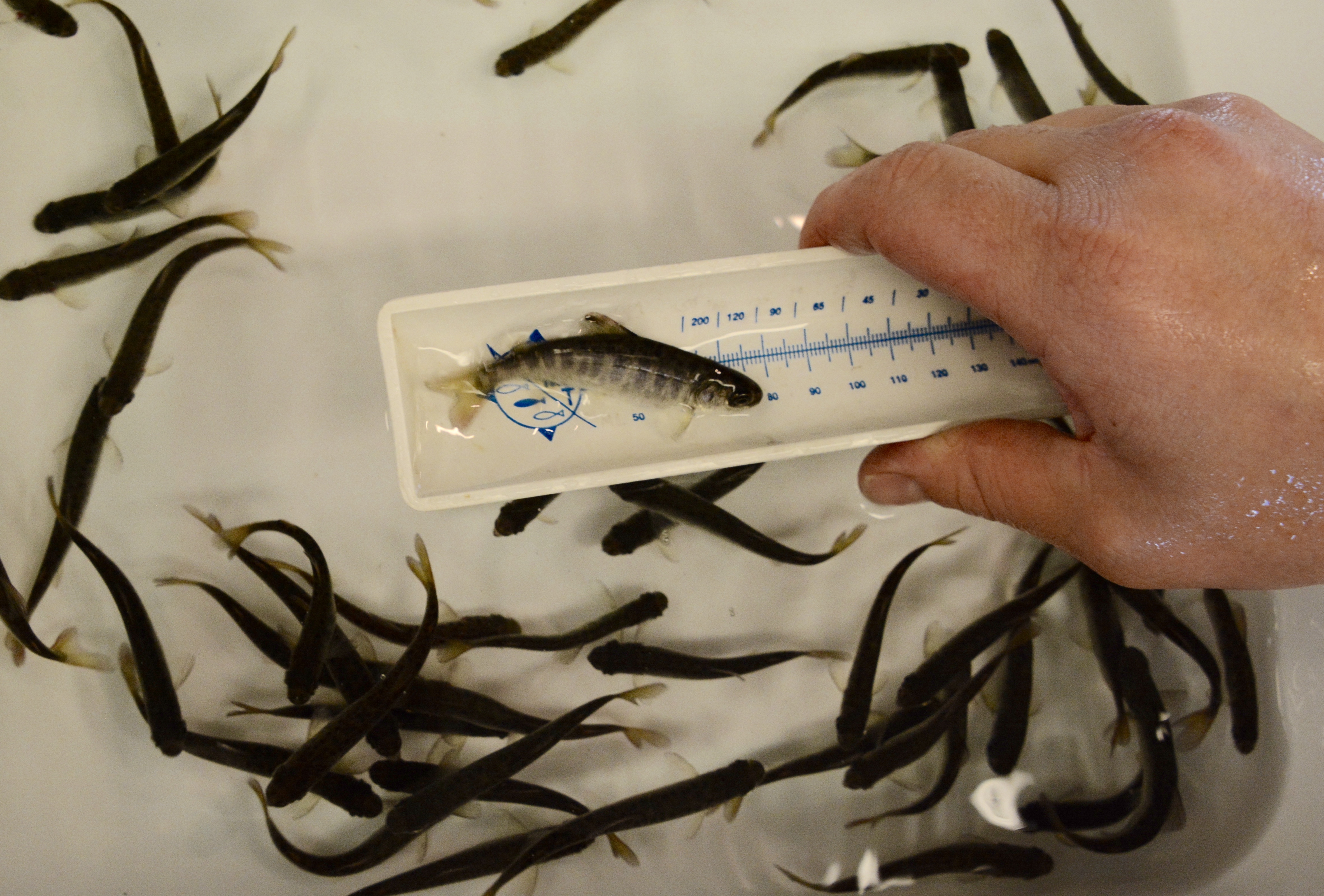 Chinook smolts in sorting tray. 