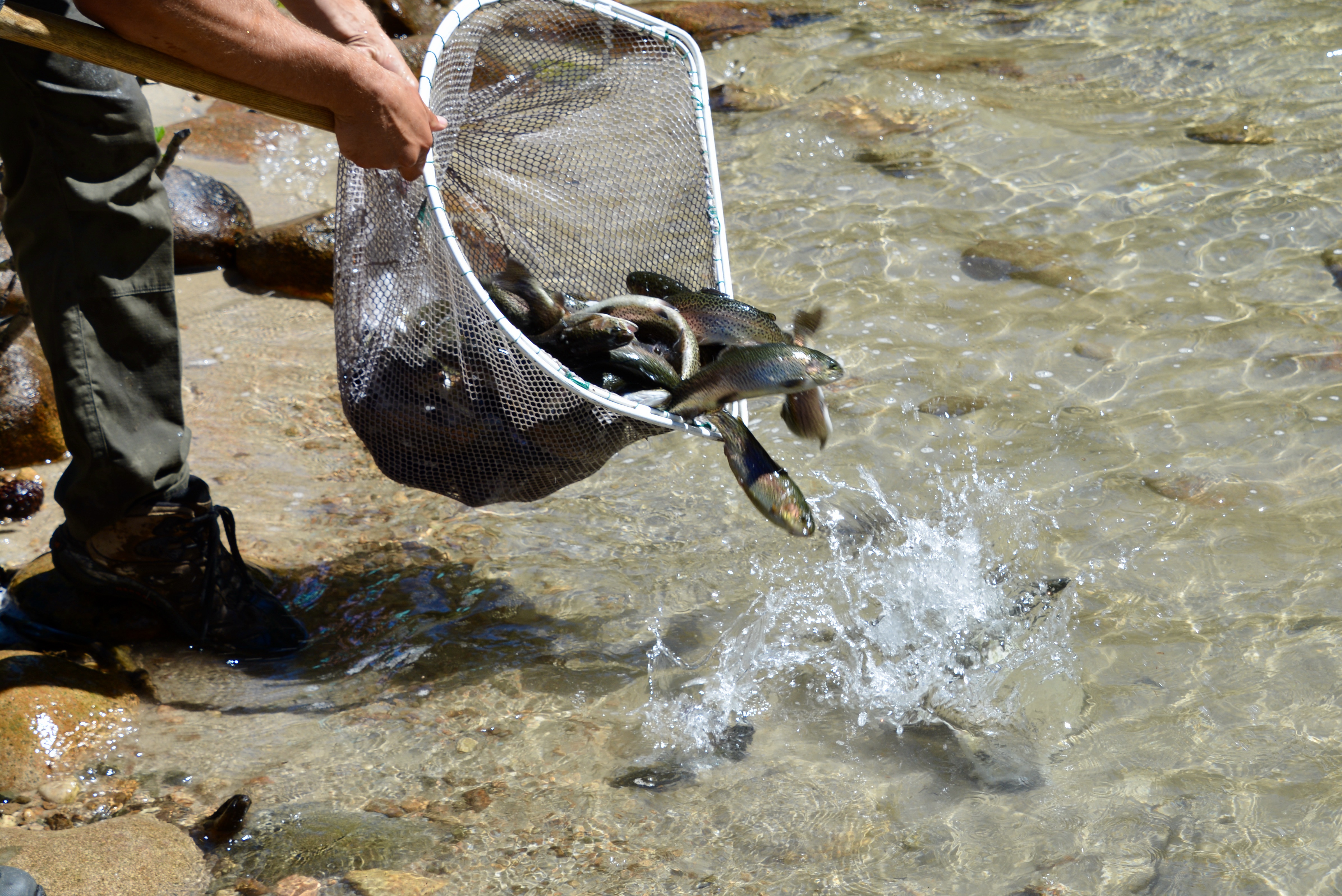 Stocking rainbow trout in a river. 