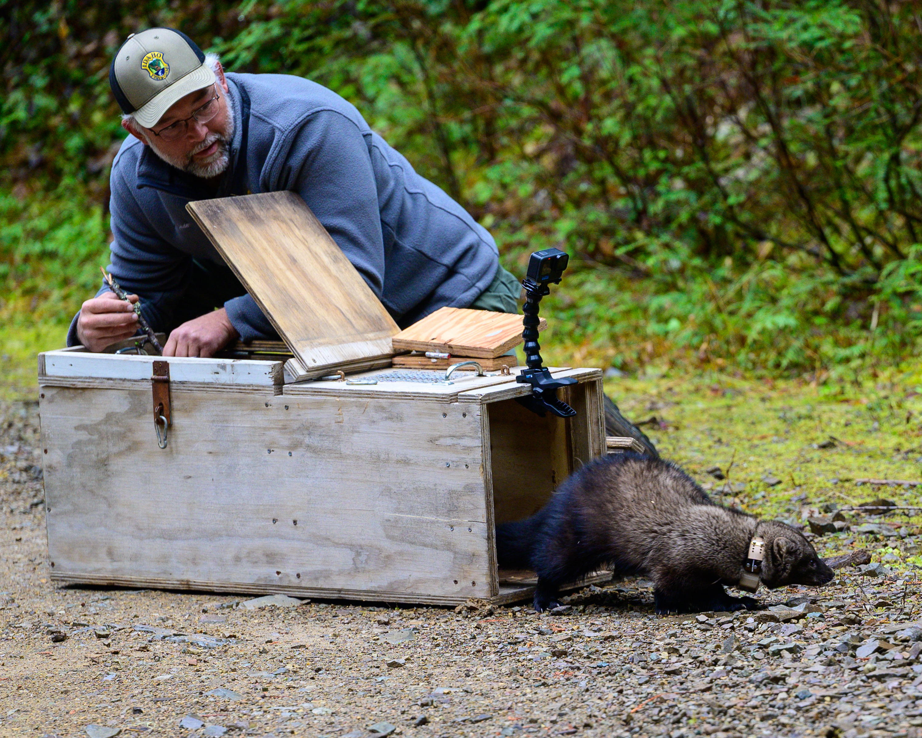 fisher release in Panhandle Region
