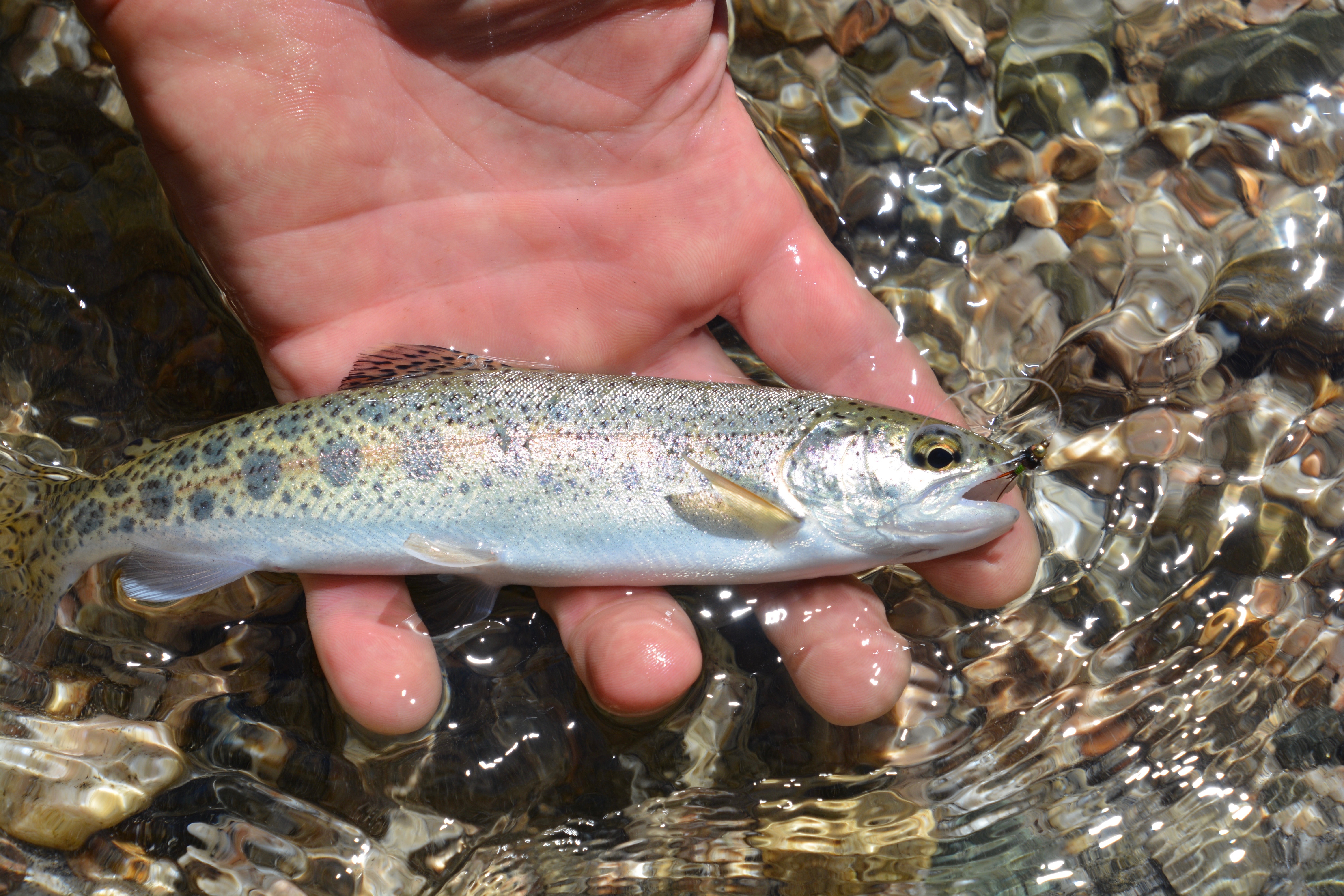 South Fork Payette River A Blue Ribbon Fly Fishing River