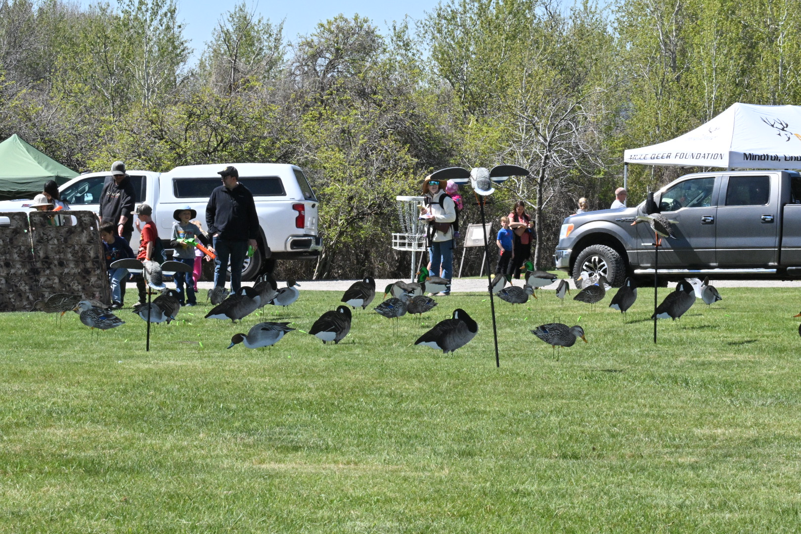 goose decoys set up in a park