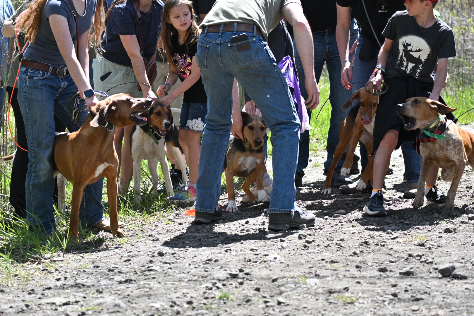 Group of people holding eager hound dogs