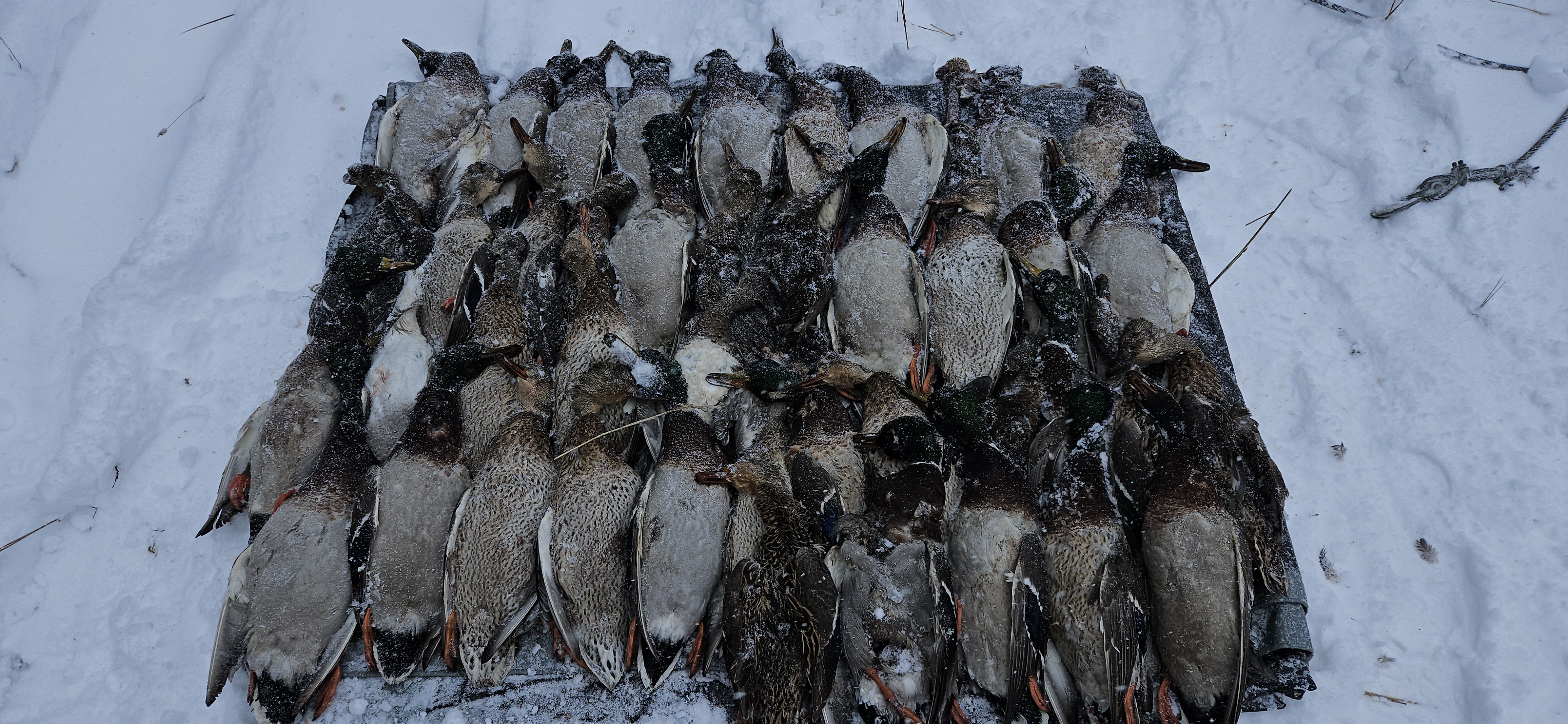 43 deceased ducks lying in the snow