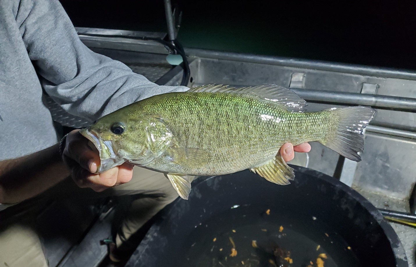 Smallmouth bass from Dworshak Reservoir