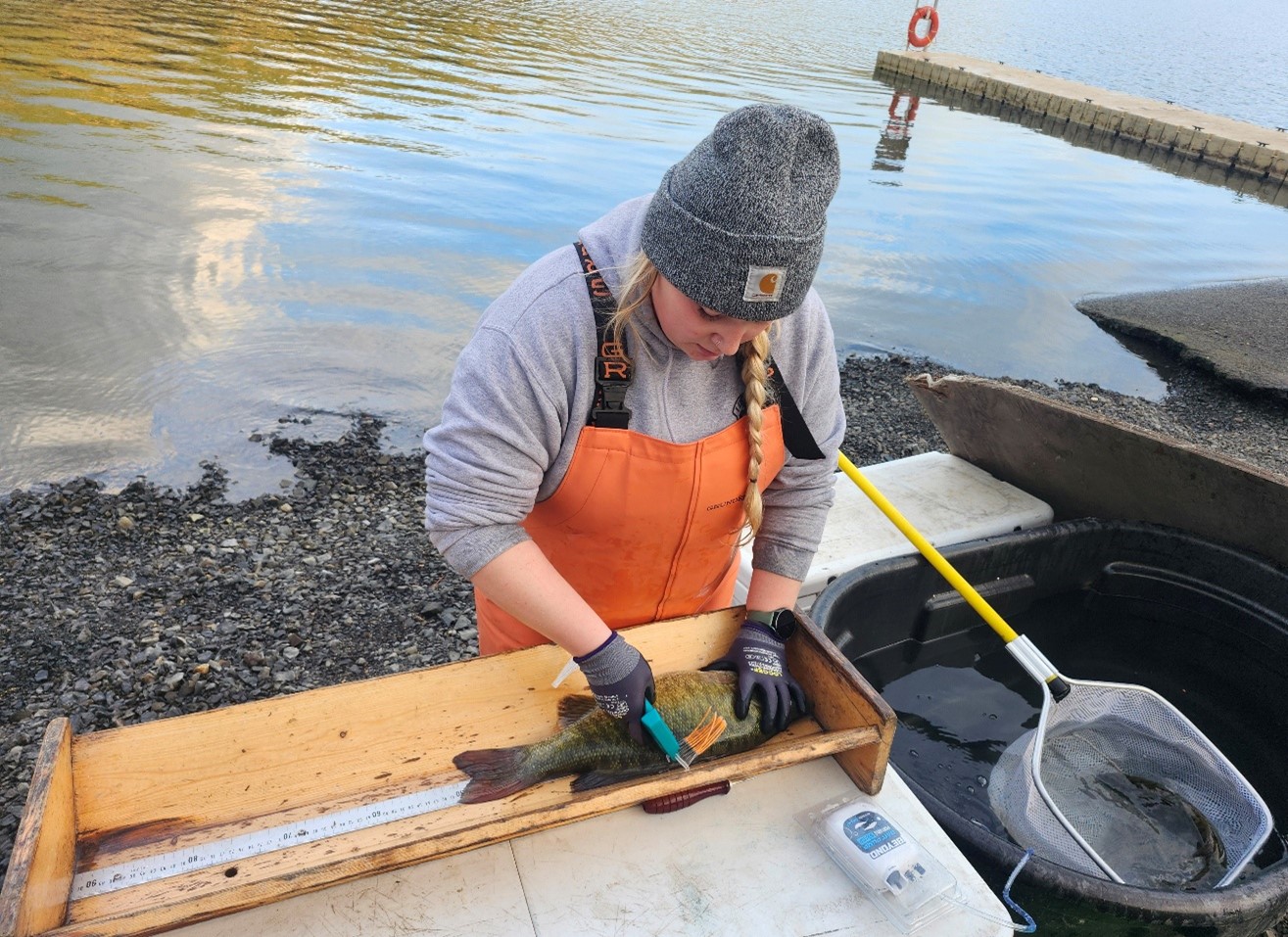 Figure 6. T-bar tagging Smallmouth Bass during a tournament on Dworshak Reservoir