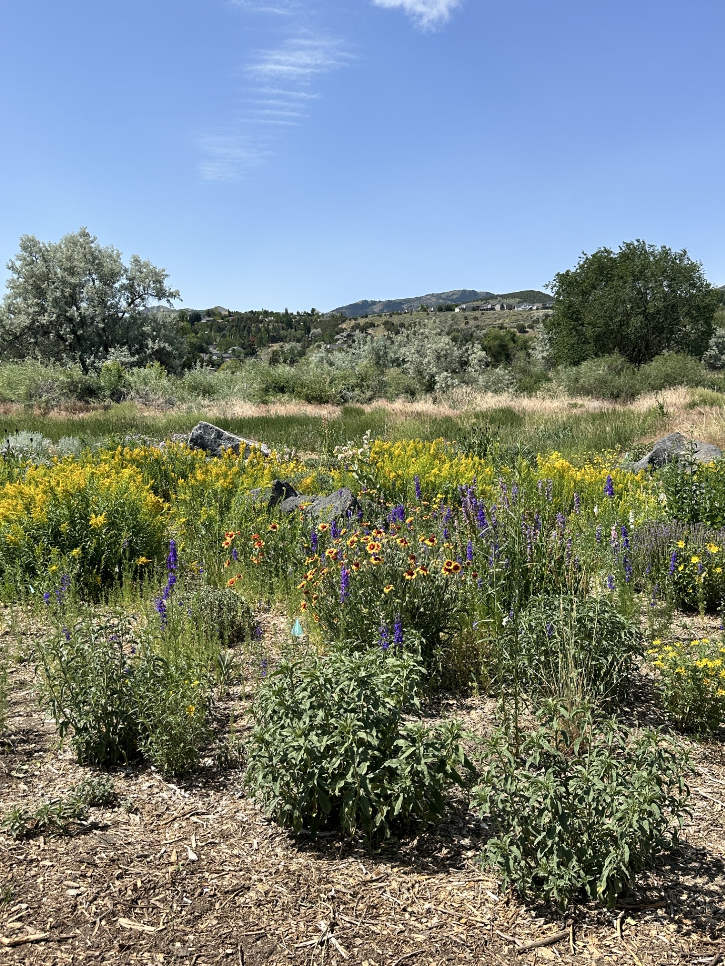 pollinator garden with colorful flowers with blue sky overhead