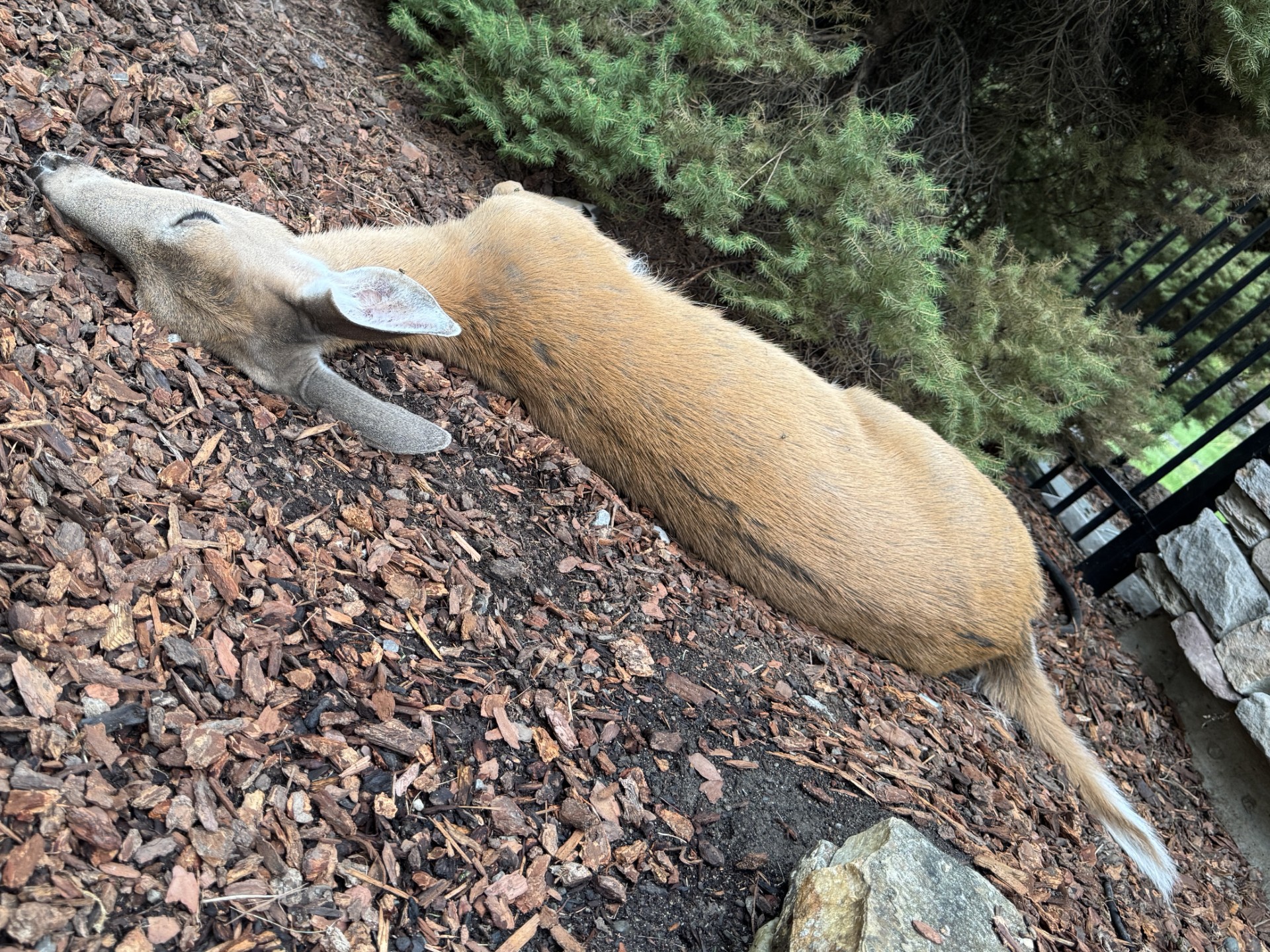 Deer killed by epizootic hemorrhagic disease in the Panhandle Region.