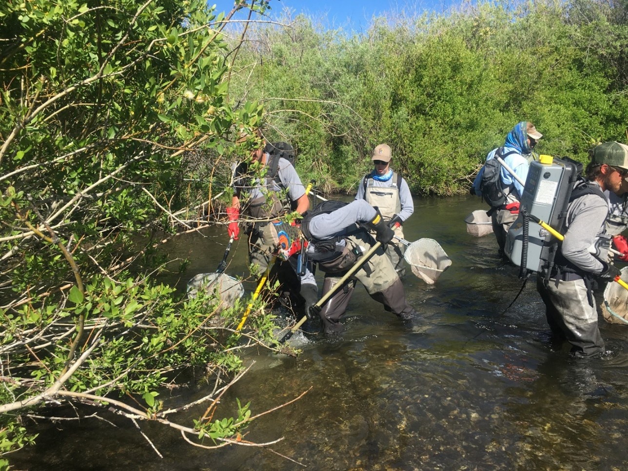A group of fisheries staff electrofishing a river.