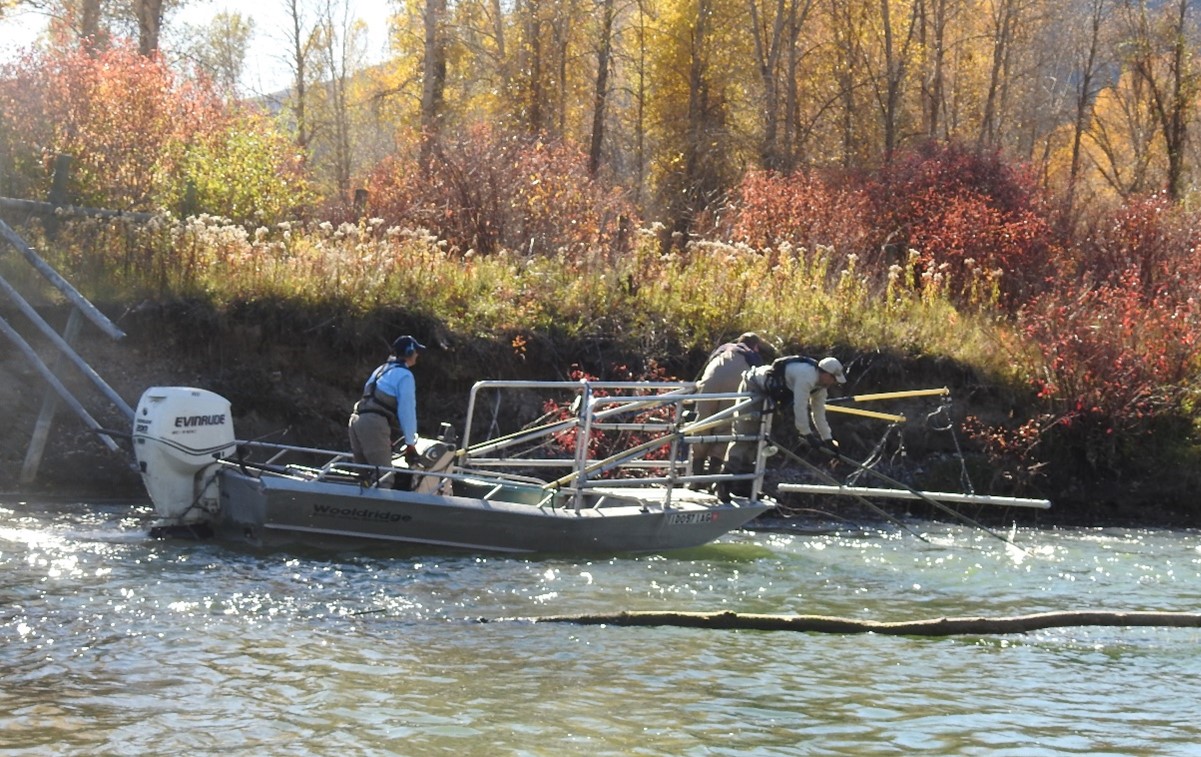 Fisheries staff electrofishing from a boat.