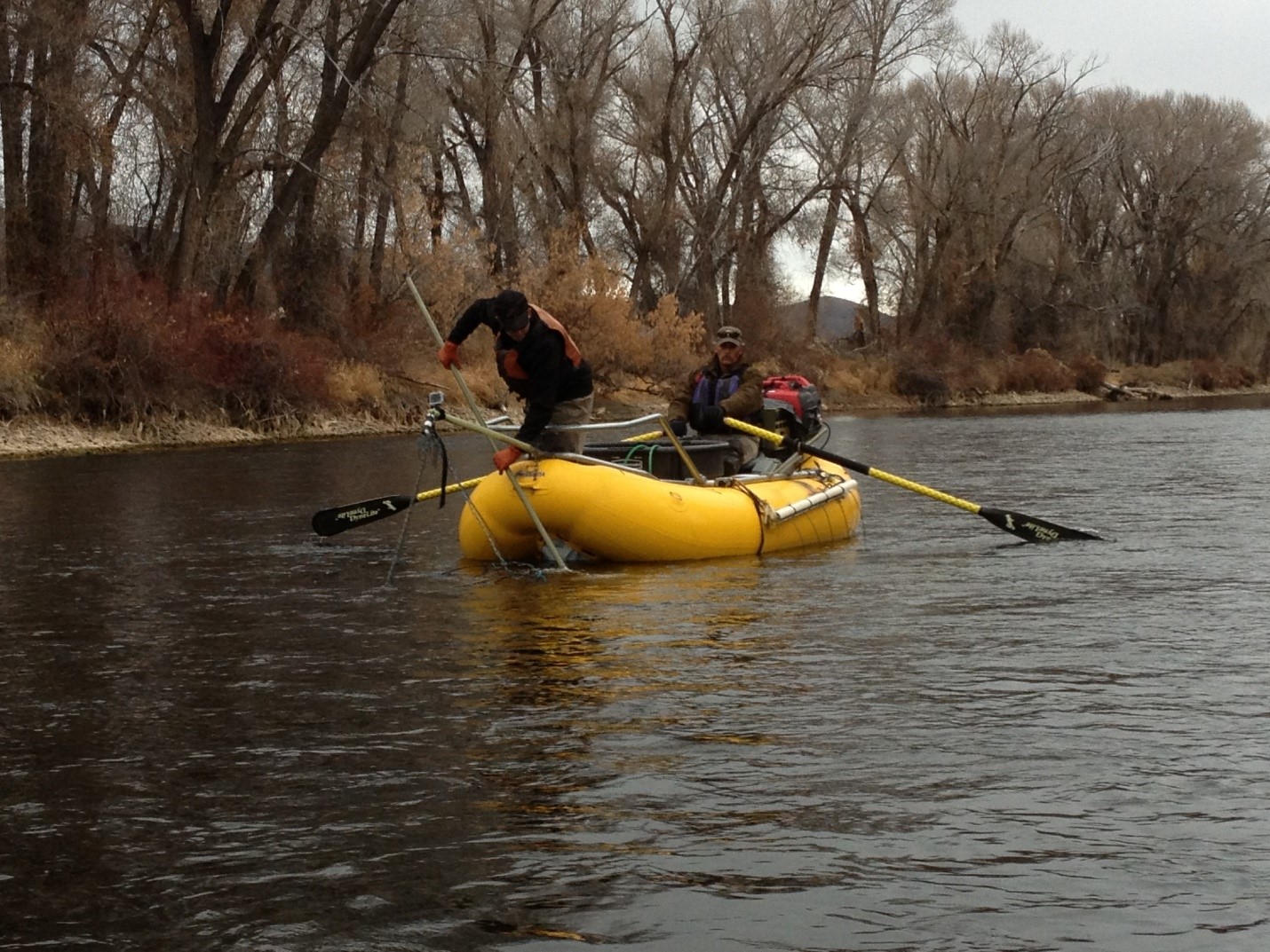 Fisheries staff electrofishing from a raft.