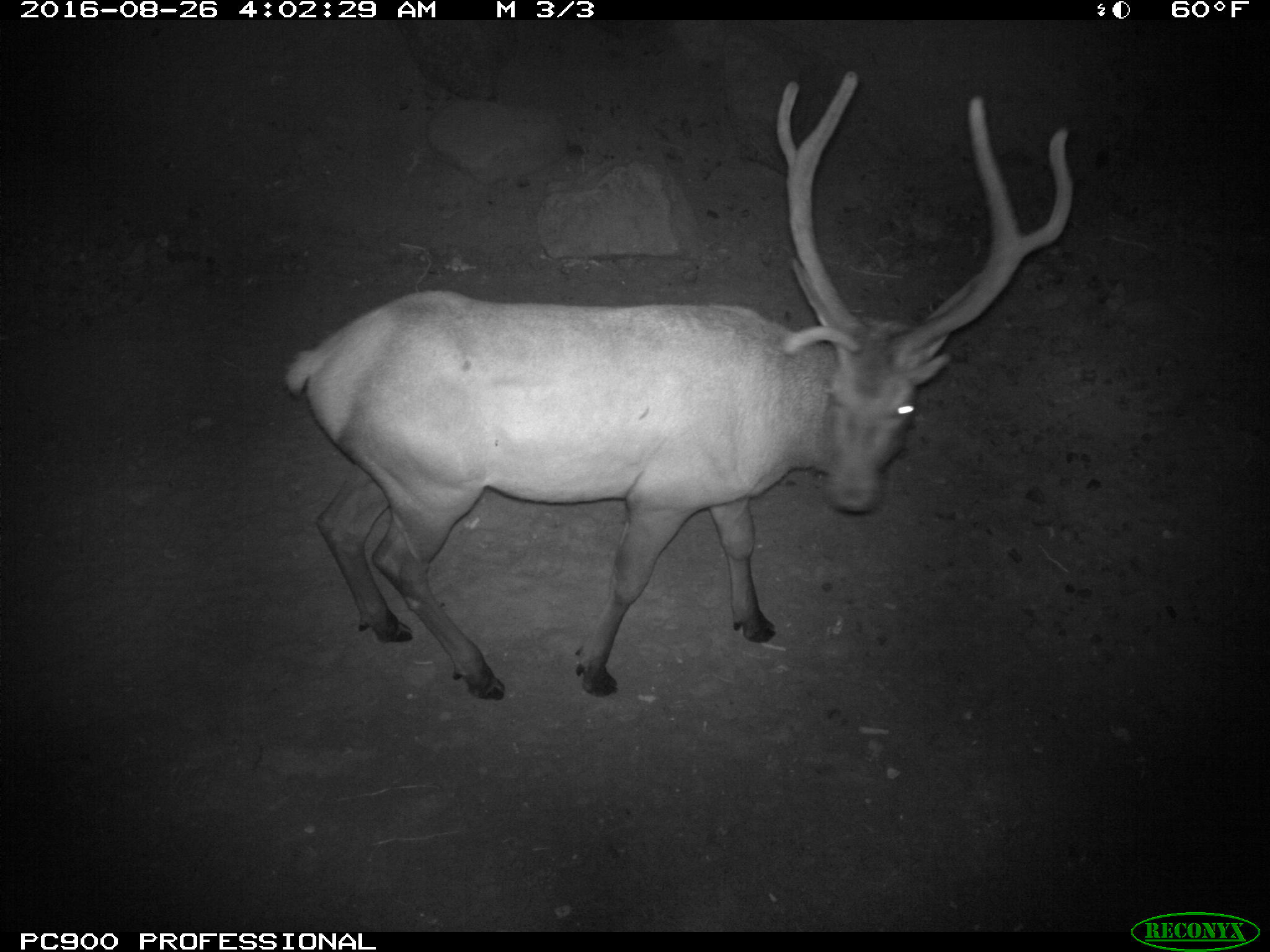 Bull elk passing through a US Highway 95 underpass in North Idaho