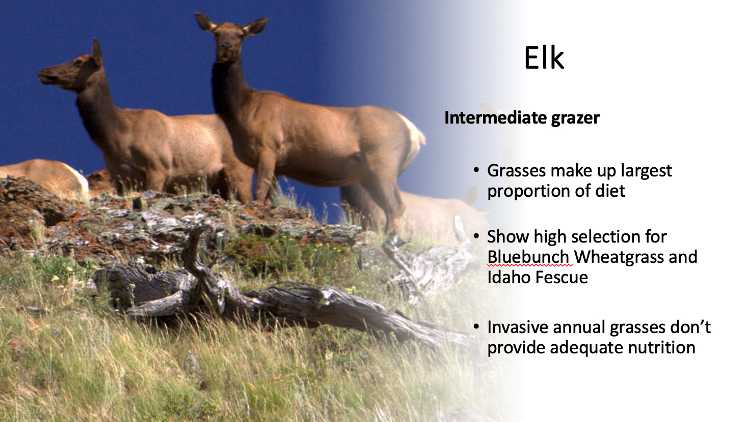 elk diet graphic