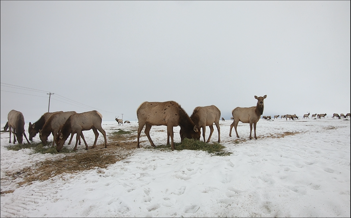 Elk on a hay feed line