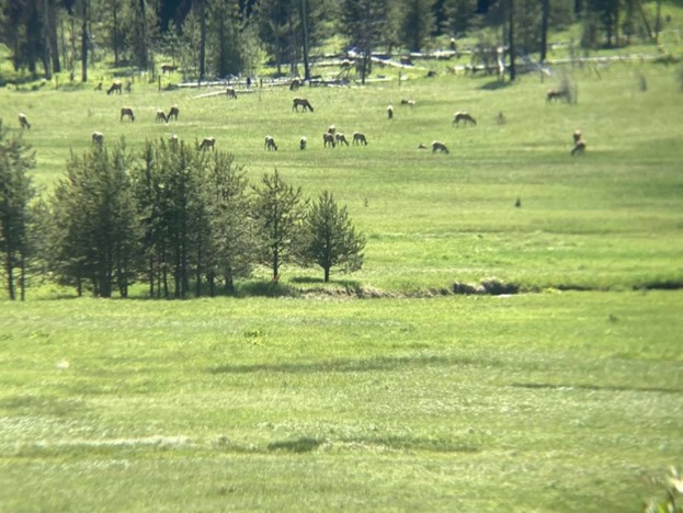 Elk grazing on new growth