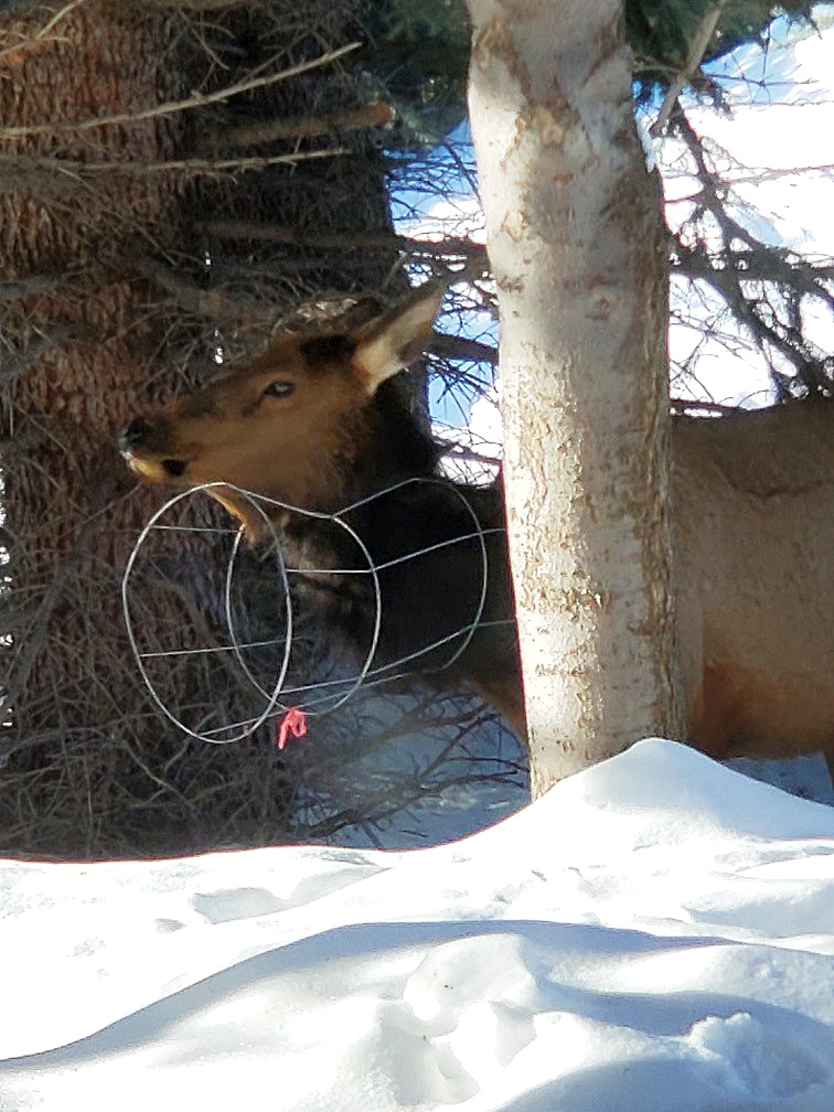 Cow elk with wire tomato cage around its neck.