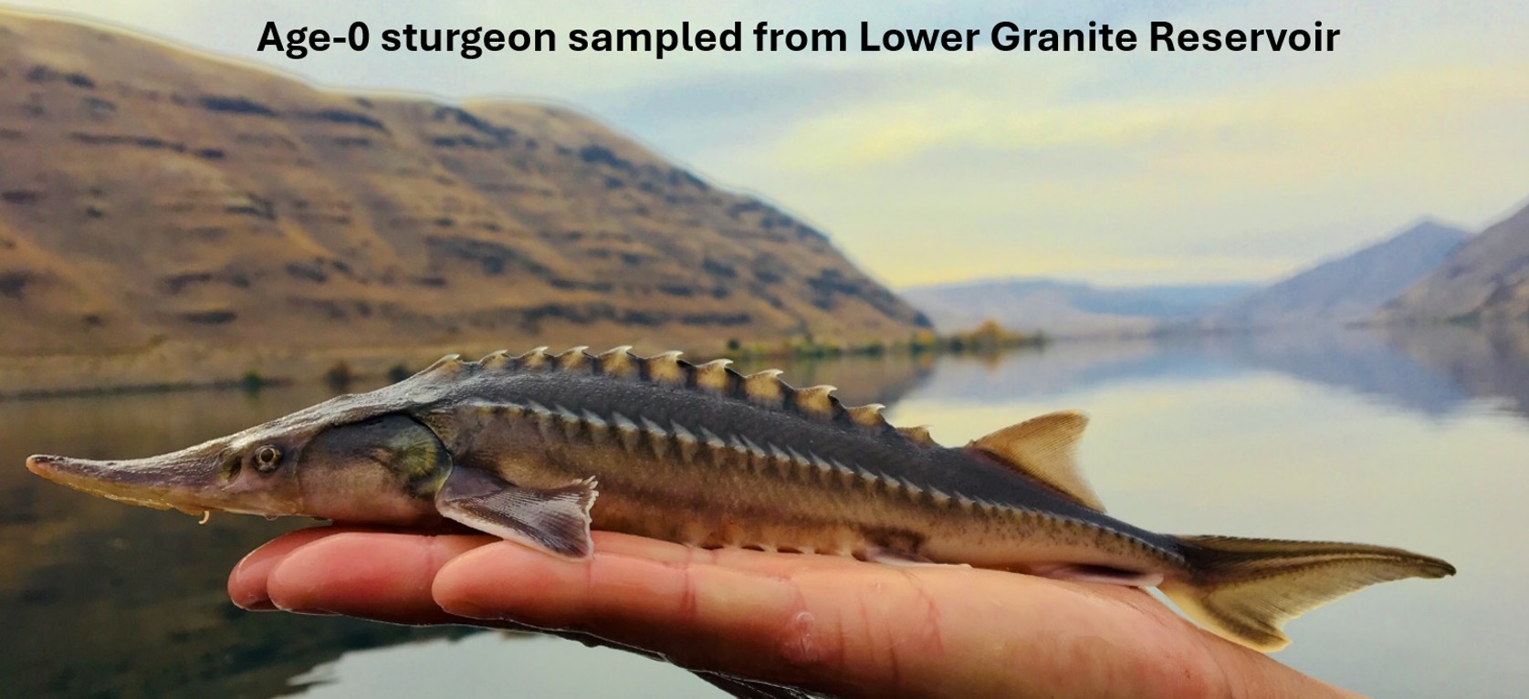 Age-0 sturgeon gillnetted from Lower Granite Reservoir