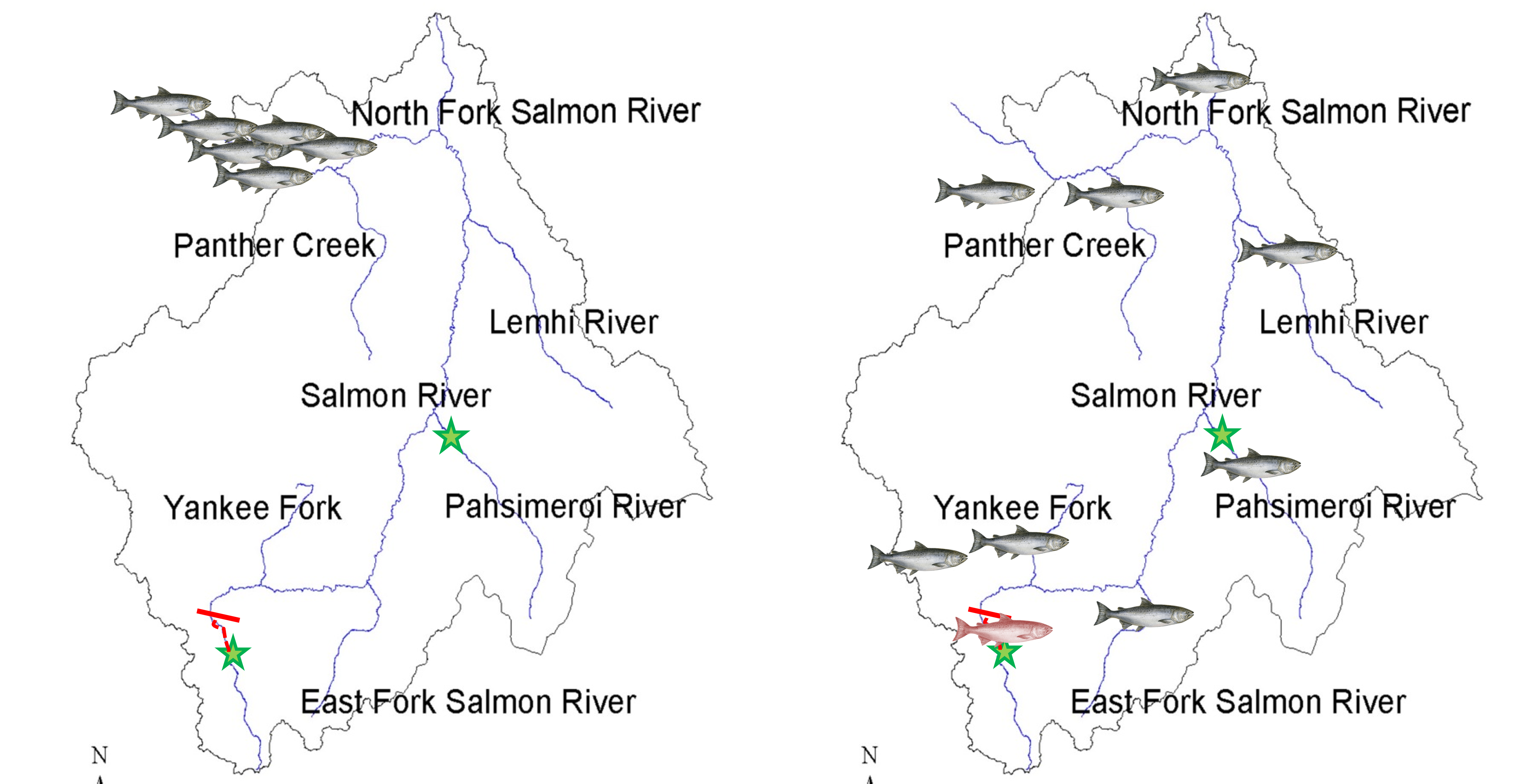 Fish migration Figure 3