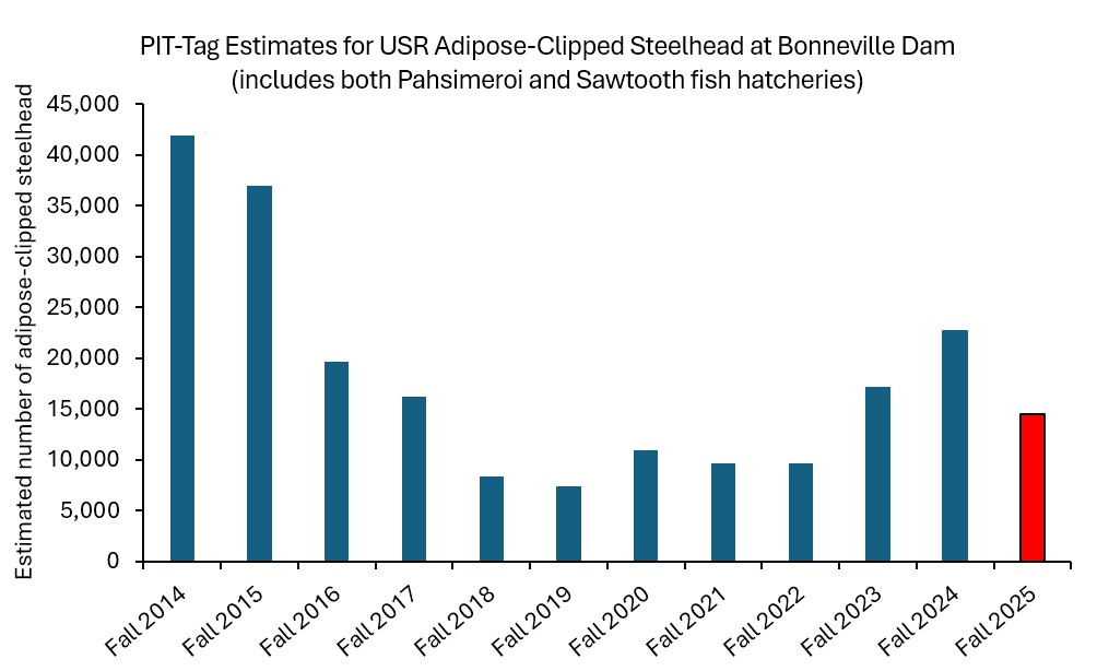 Fall 25 - USR ad-clip steelhead returns to Bonn (2014-25)