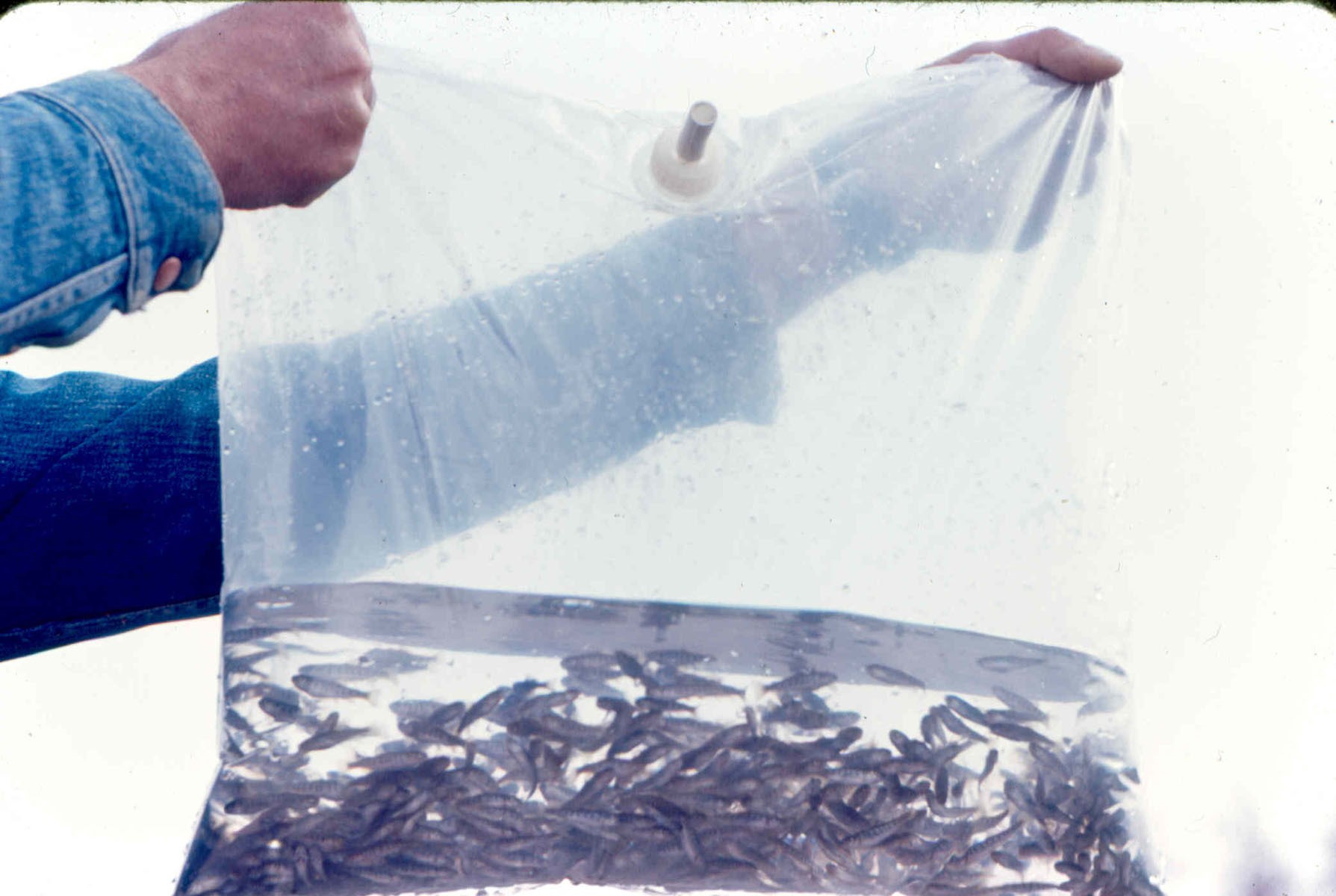 Arms holding a plastic bag full of water and fry.