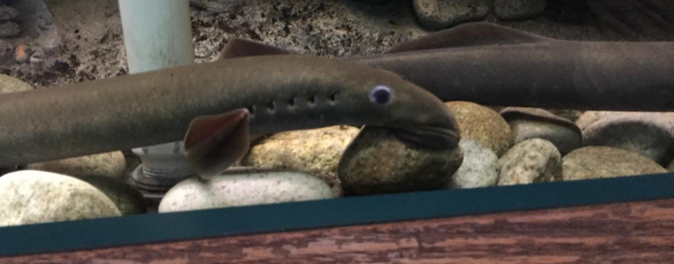Adult Pacific Lamprey