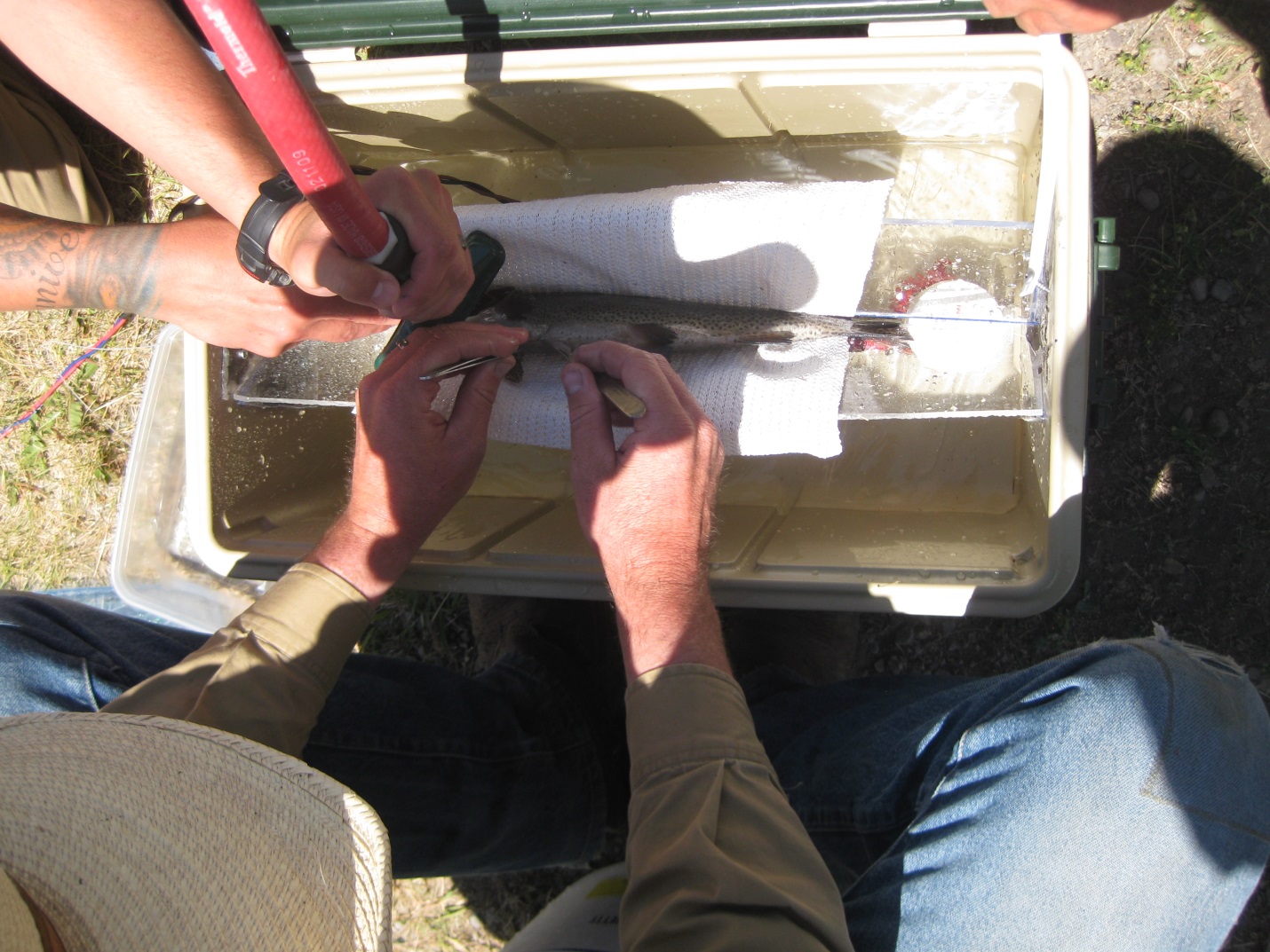 Implanting a radio transmitter into a trout