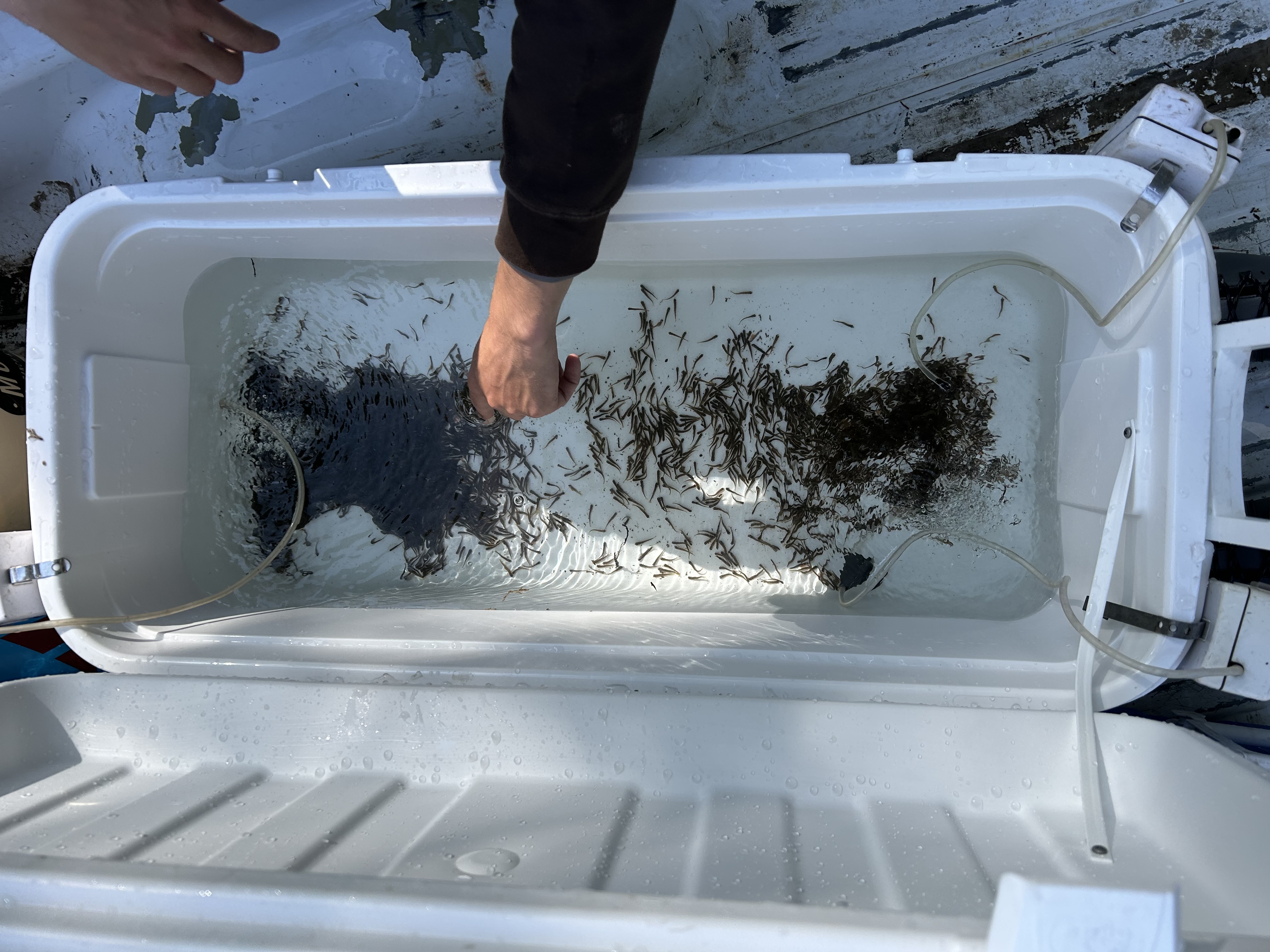 Rainbow Trout fry ready for stocking. 