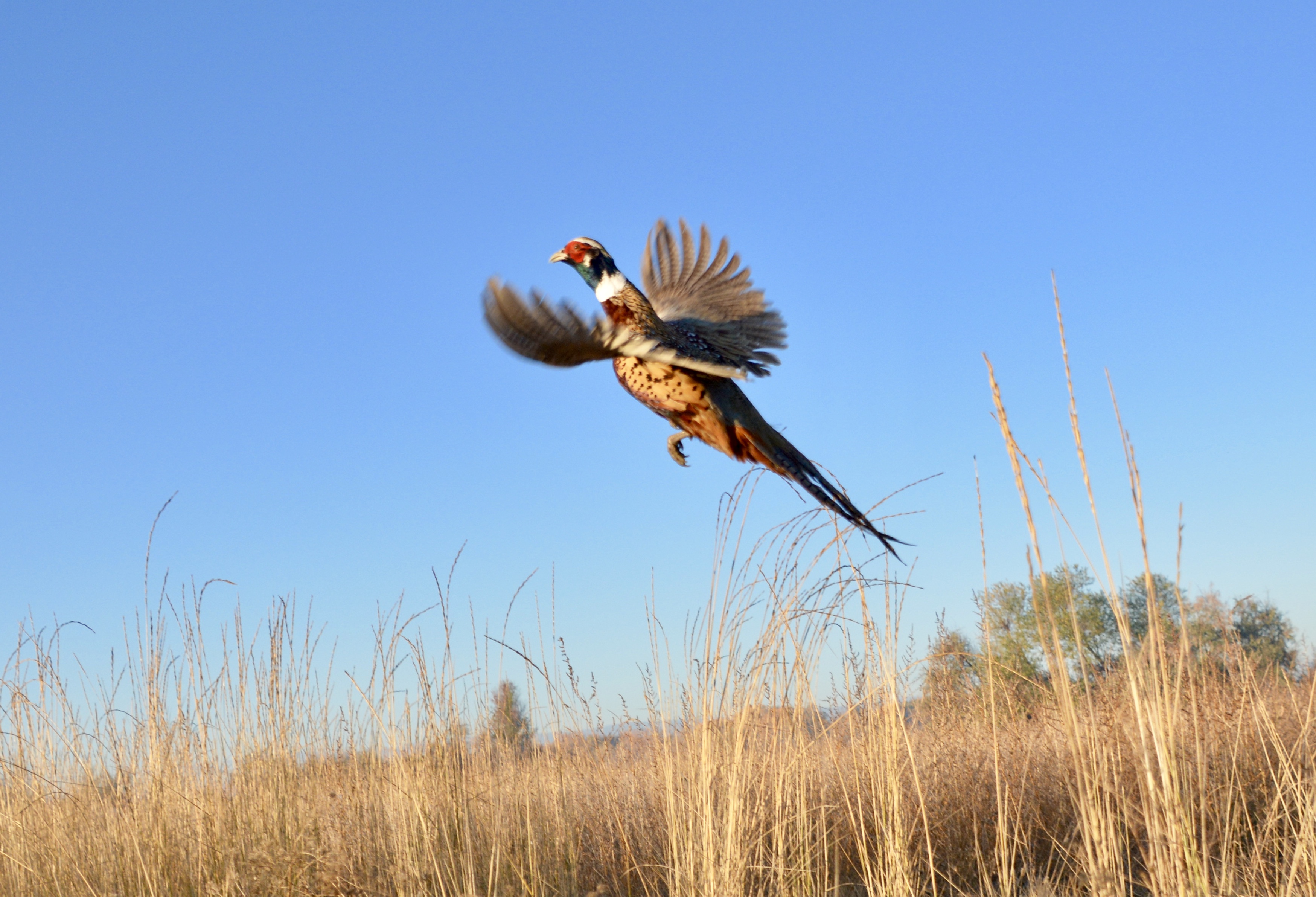Pheasant flying