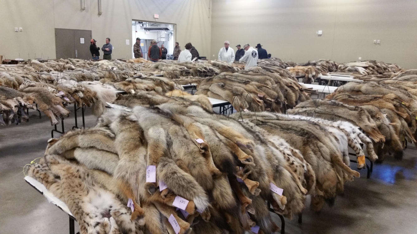 Fur sale in N. Idaho