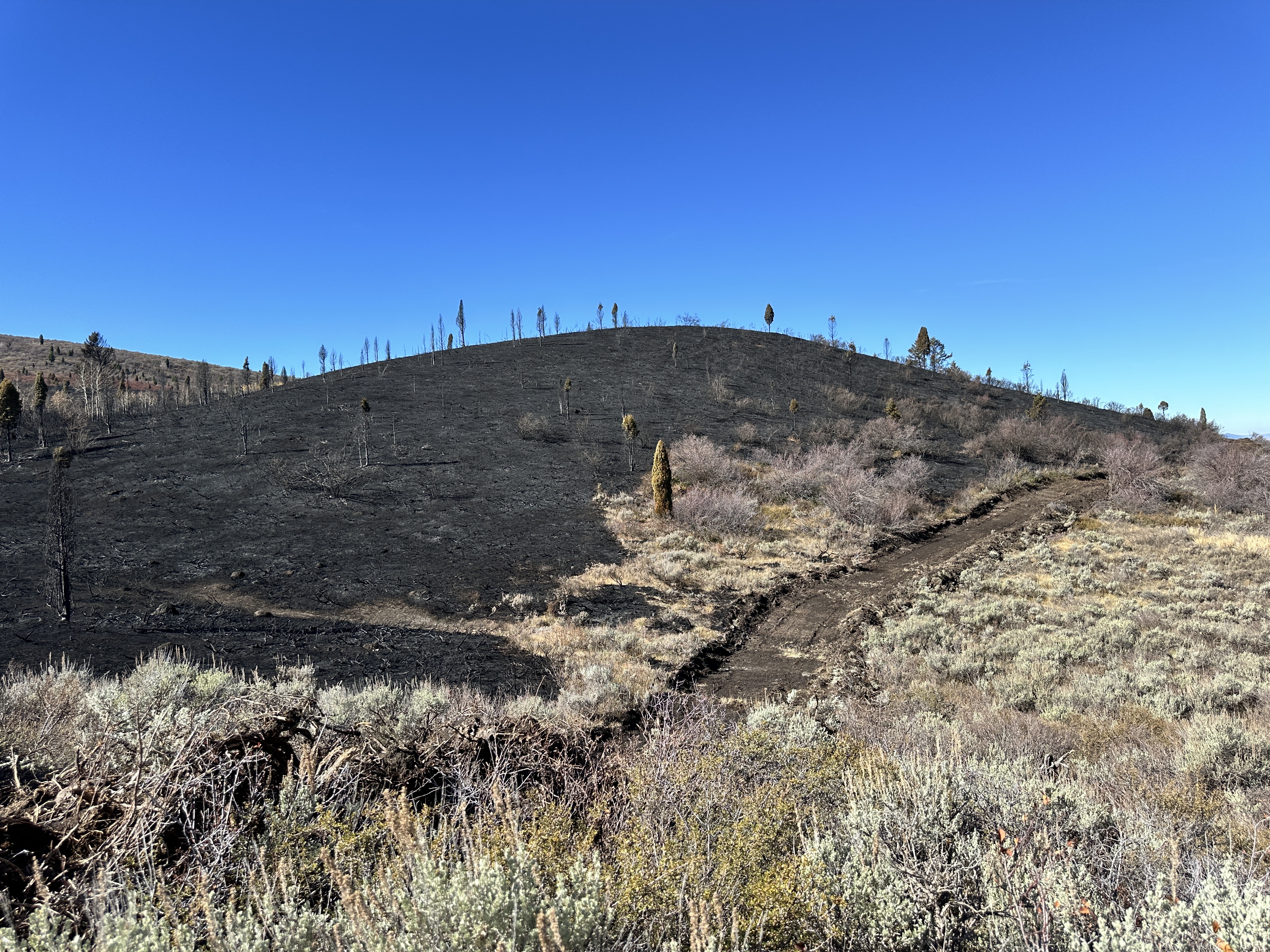 Light green sagebrush in foreground.  Black hillside in background where a wildlife burned through.  Blue sky above.