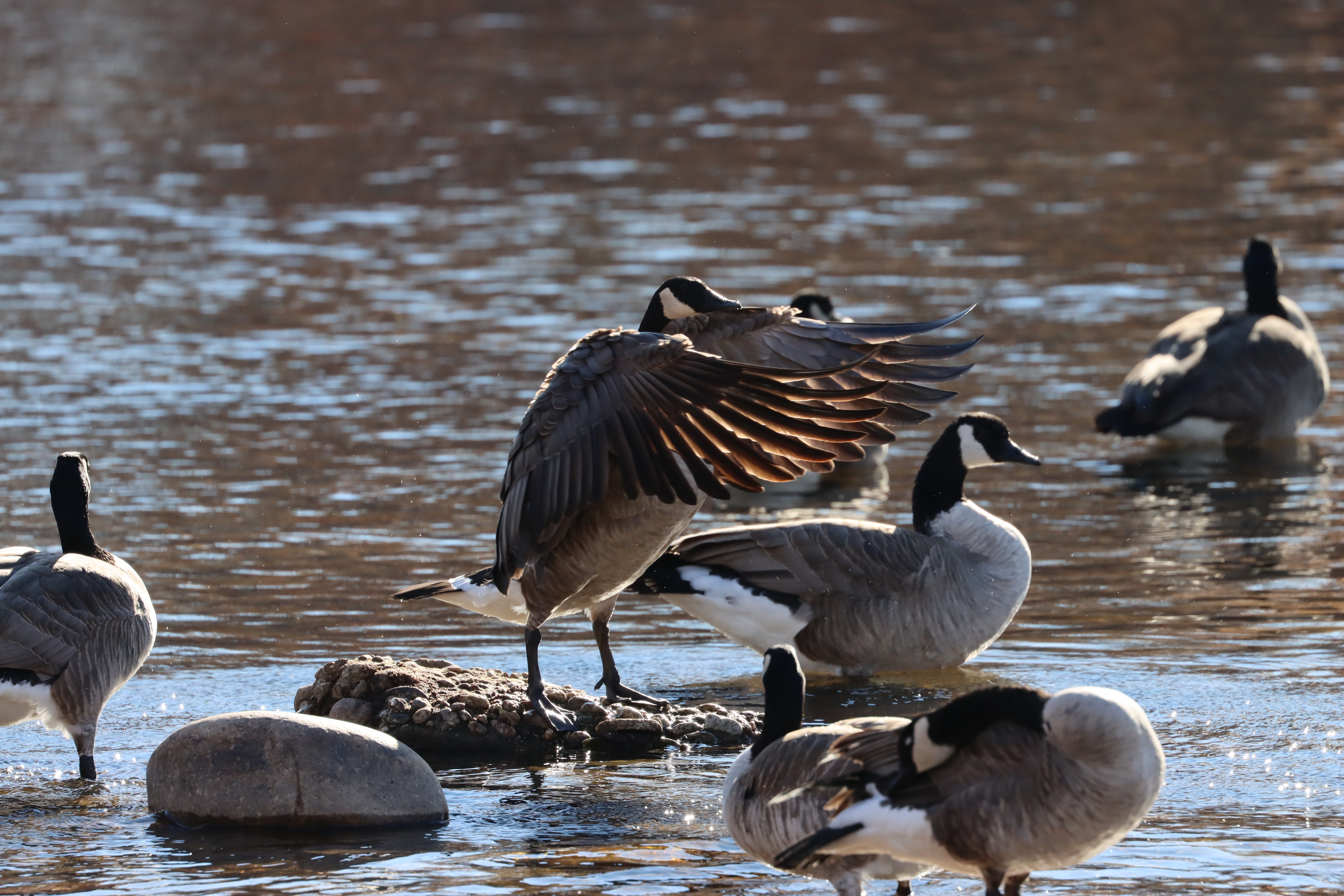 a canada goose standing in the Boise River