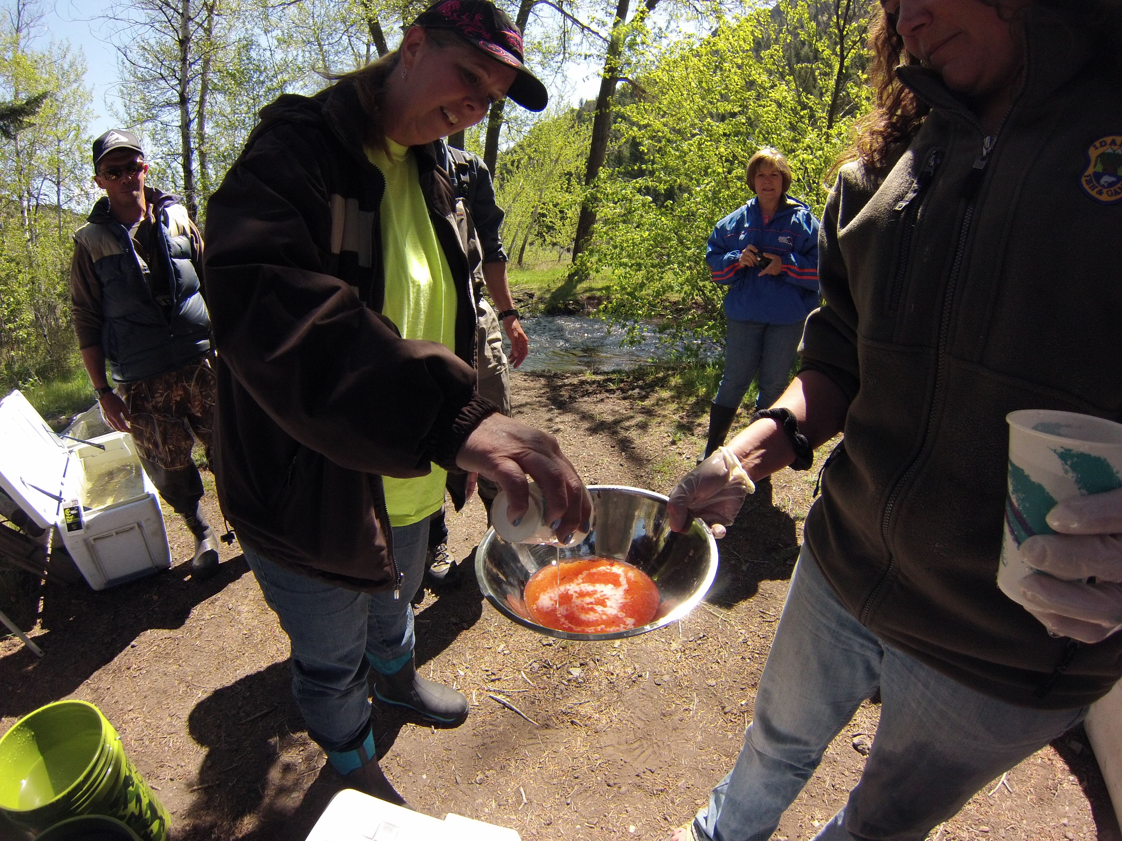 Streamside egg fertilization. 