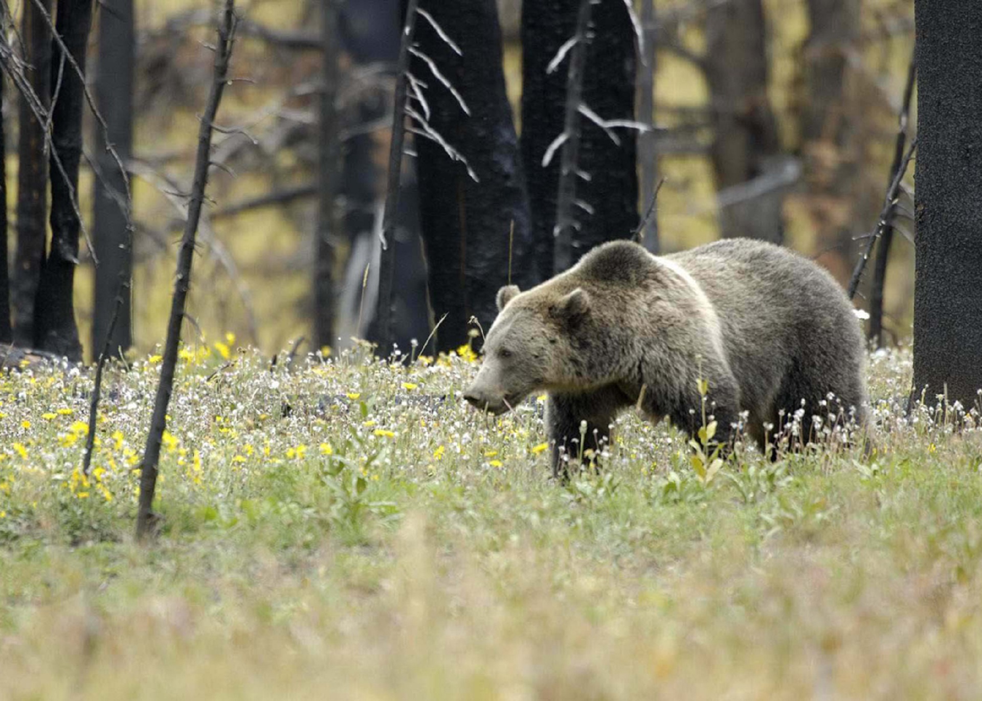 Grizzly Bear