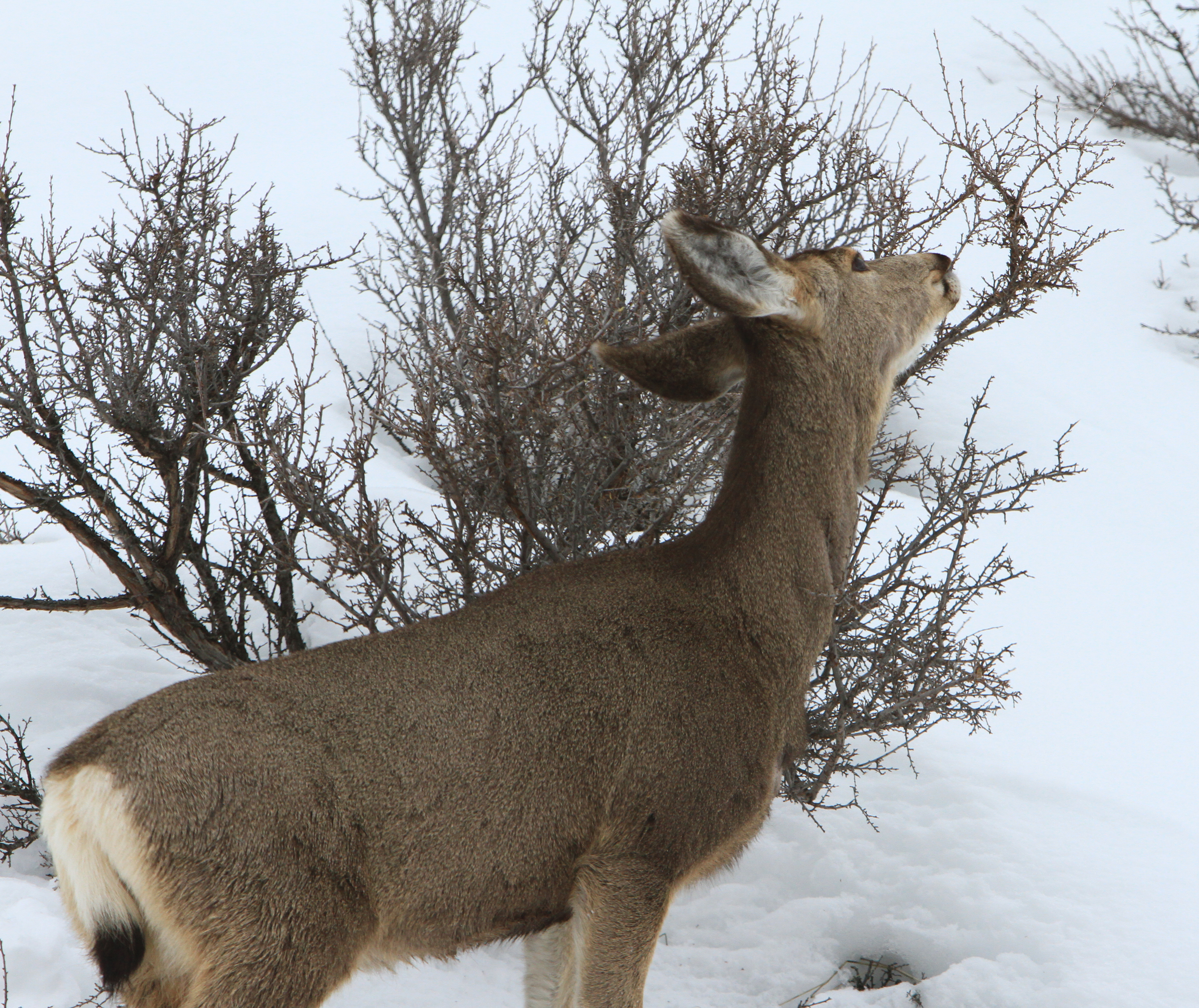 mule deer, bitterbrush