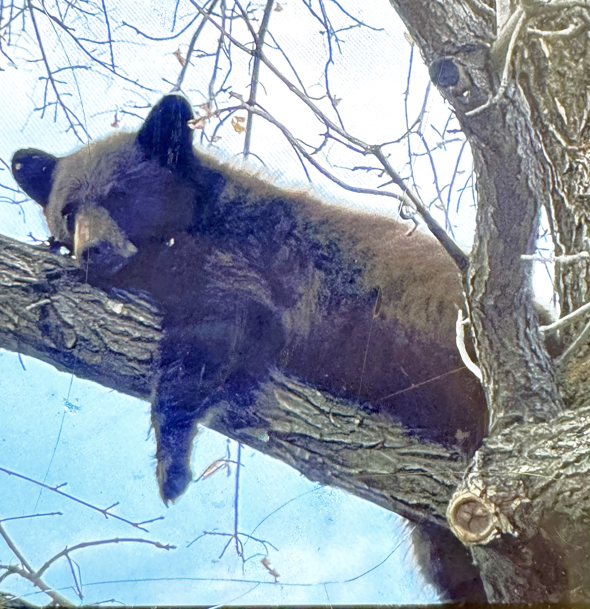 A black bear cub rests in a tree near Wood River Middle School in Hailey