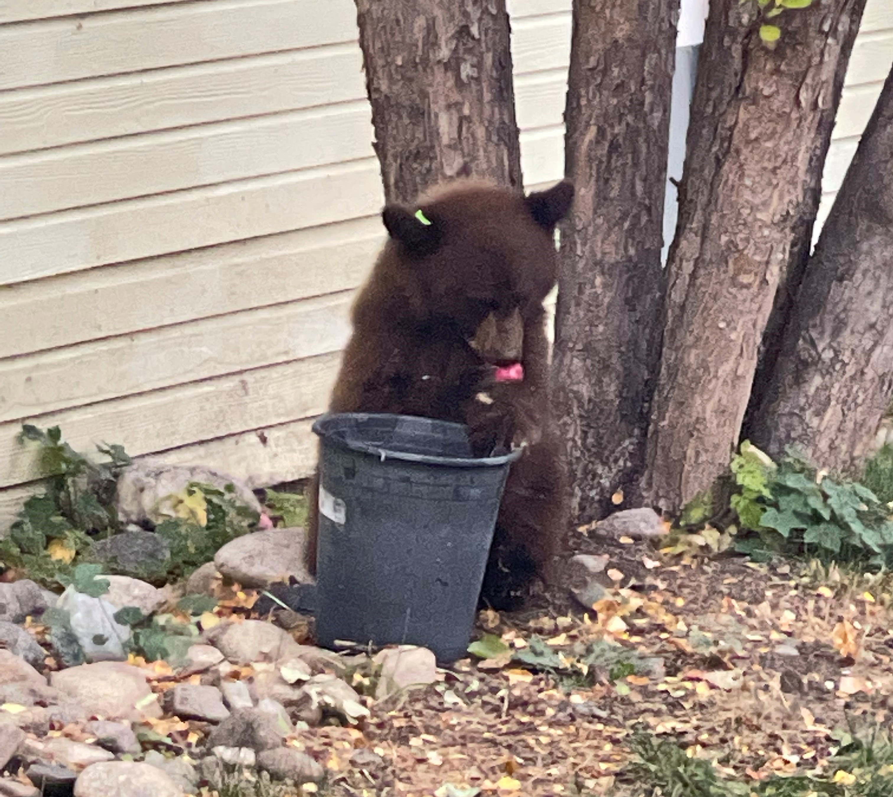 A small black bear cub at a house in Hailey with an ear tag from a previous capture near Salmon Idaho