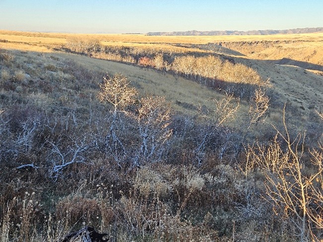 Landscape of Tec Creek shrub eyebrow