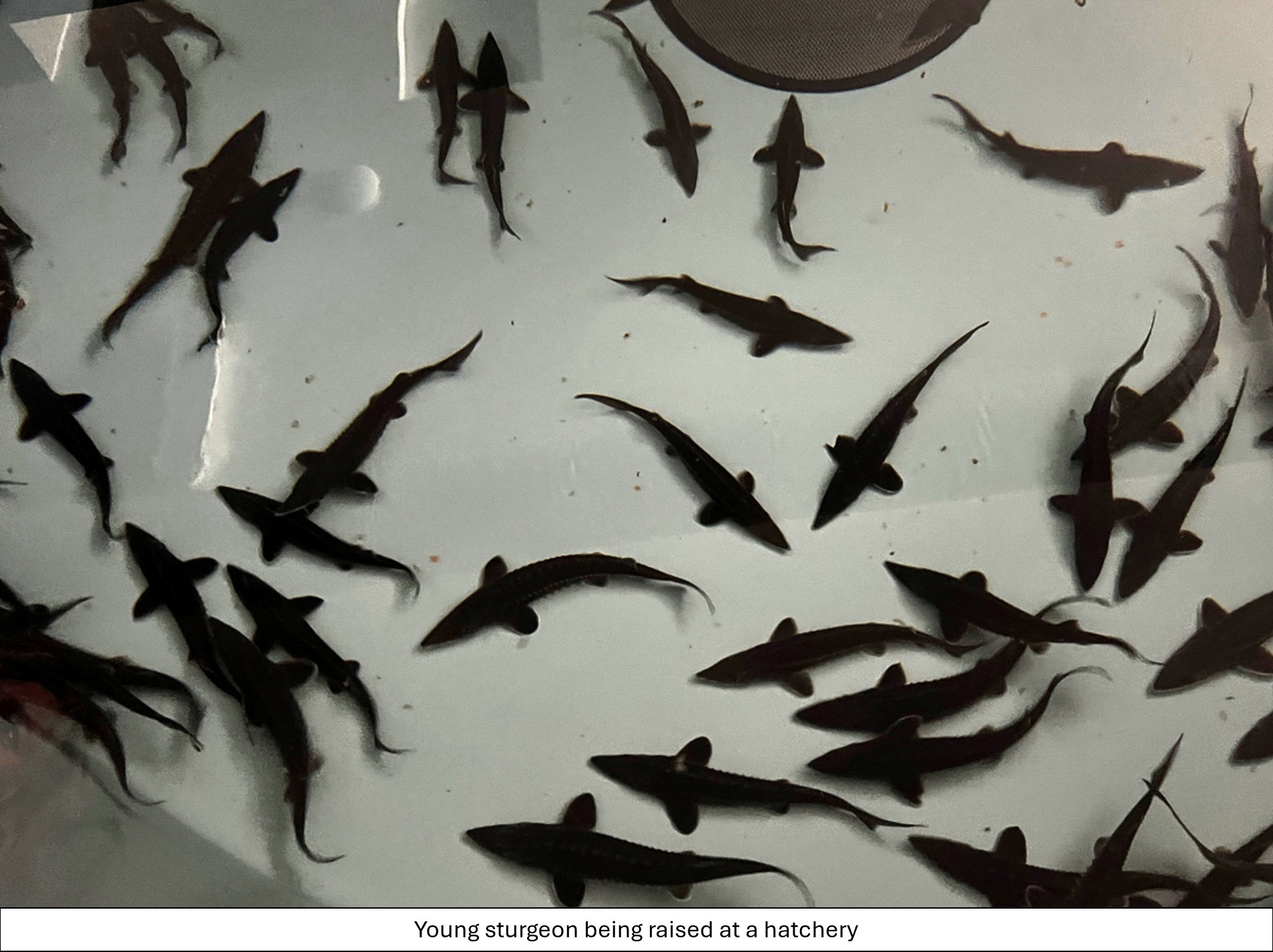 Young sturgeon at hatchery