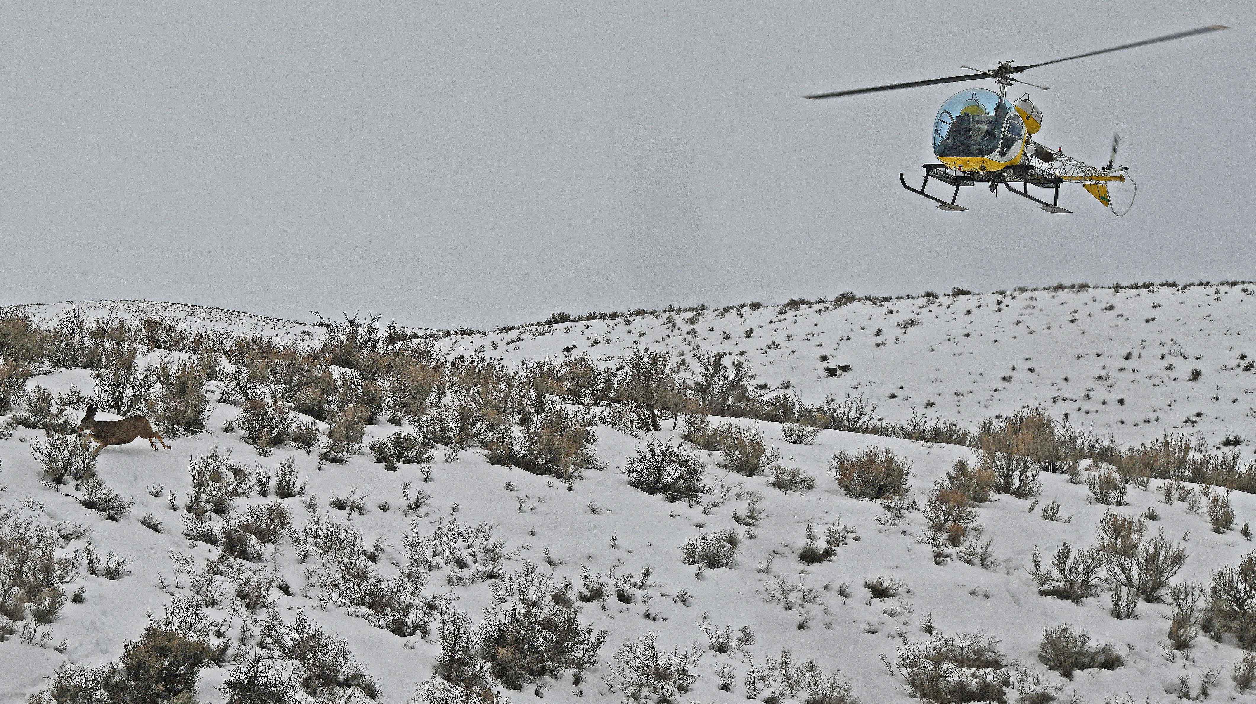 Helicopter driving mule deer into nets