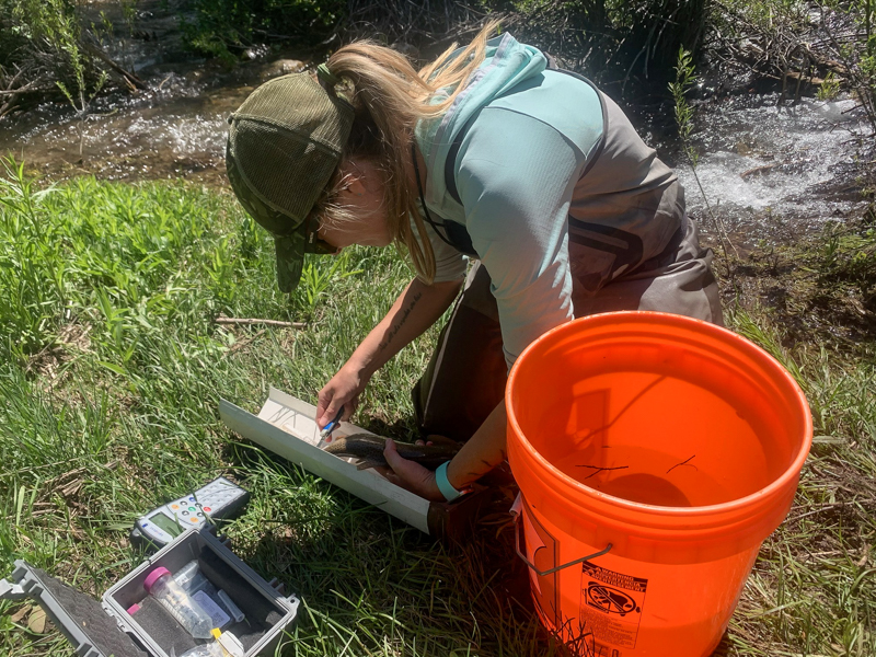Biologist Megan Heller collects data on a cutthroat trout