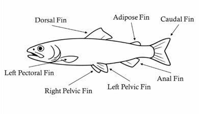 Trout fin diagram