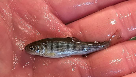 Small hybrid trout fry in the hand