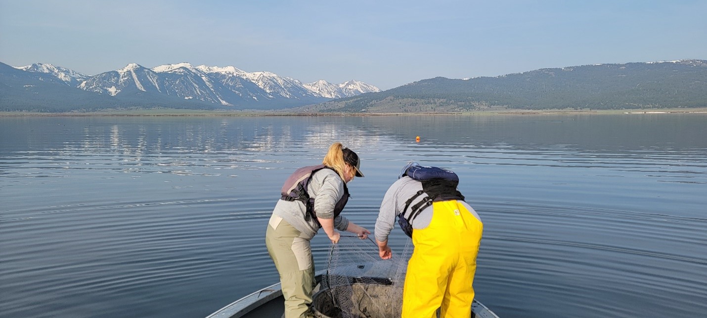 Two Biologists hauling in Gill Nets from a boat on Henrys Lake