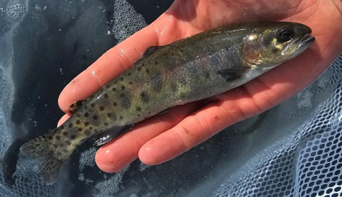 Hand sized Hybrid Trout