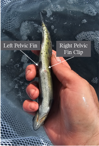 Trout turned upside down with left and right pelvic fins labeled