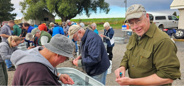 Volunteers clipping fish fins